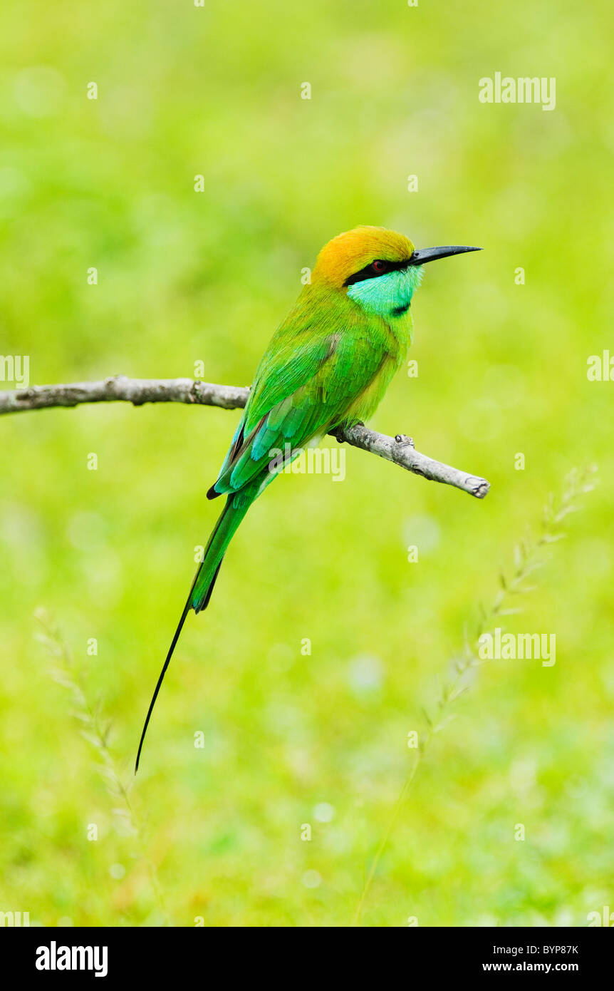 Green el abejaruco (Merops orientalis) El Parque Nacional de Yala, Sri Lanka Foto de stock