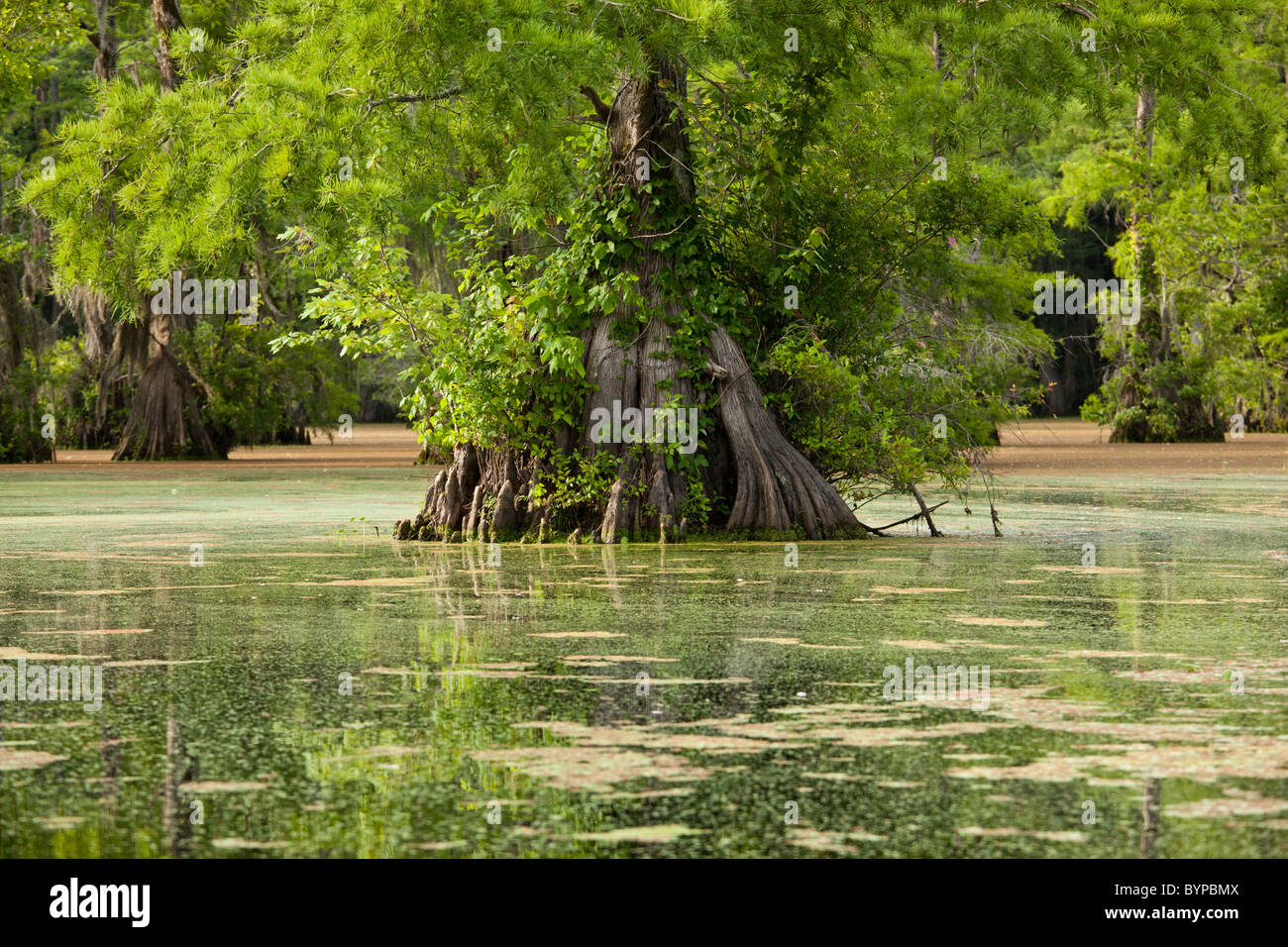 Ee.Uu., Carolina del Norte, los comerciantes Millpond State Park, Cypress Swamp árboles creciendo en verde con lenteja de agua Foto de stock