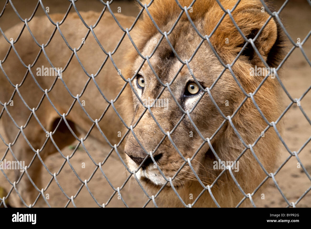 La India, Rajastán, Jaipur, aburrido león detrás del alambre de la jaula Foto de stock