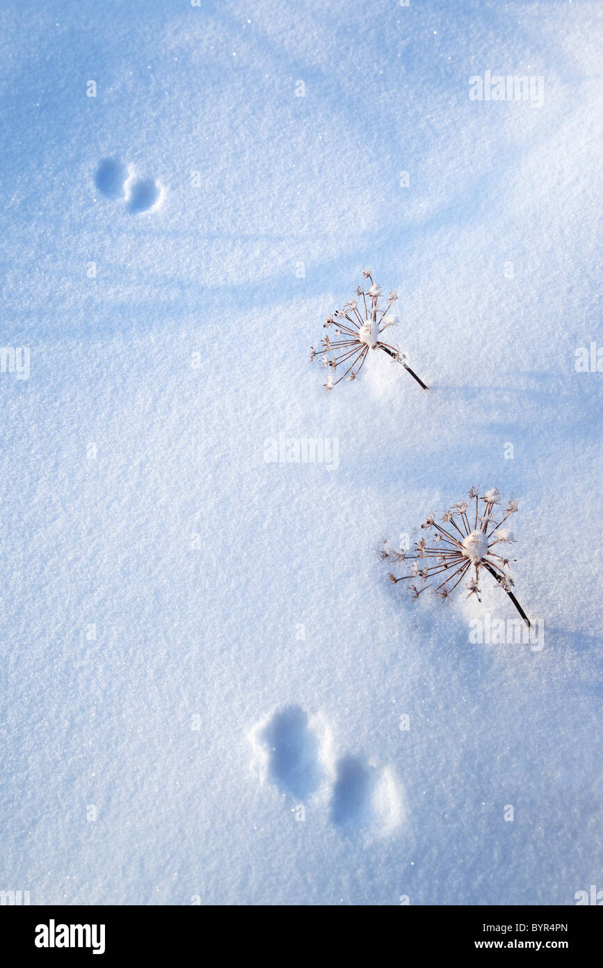 Huellas de animales en la nieve fresca; hyder, Alaska, Estados Unidos