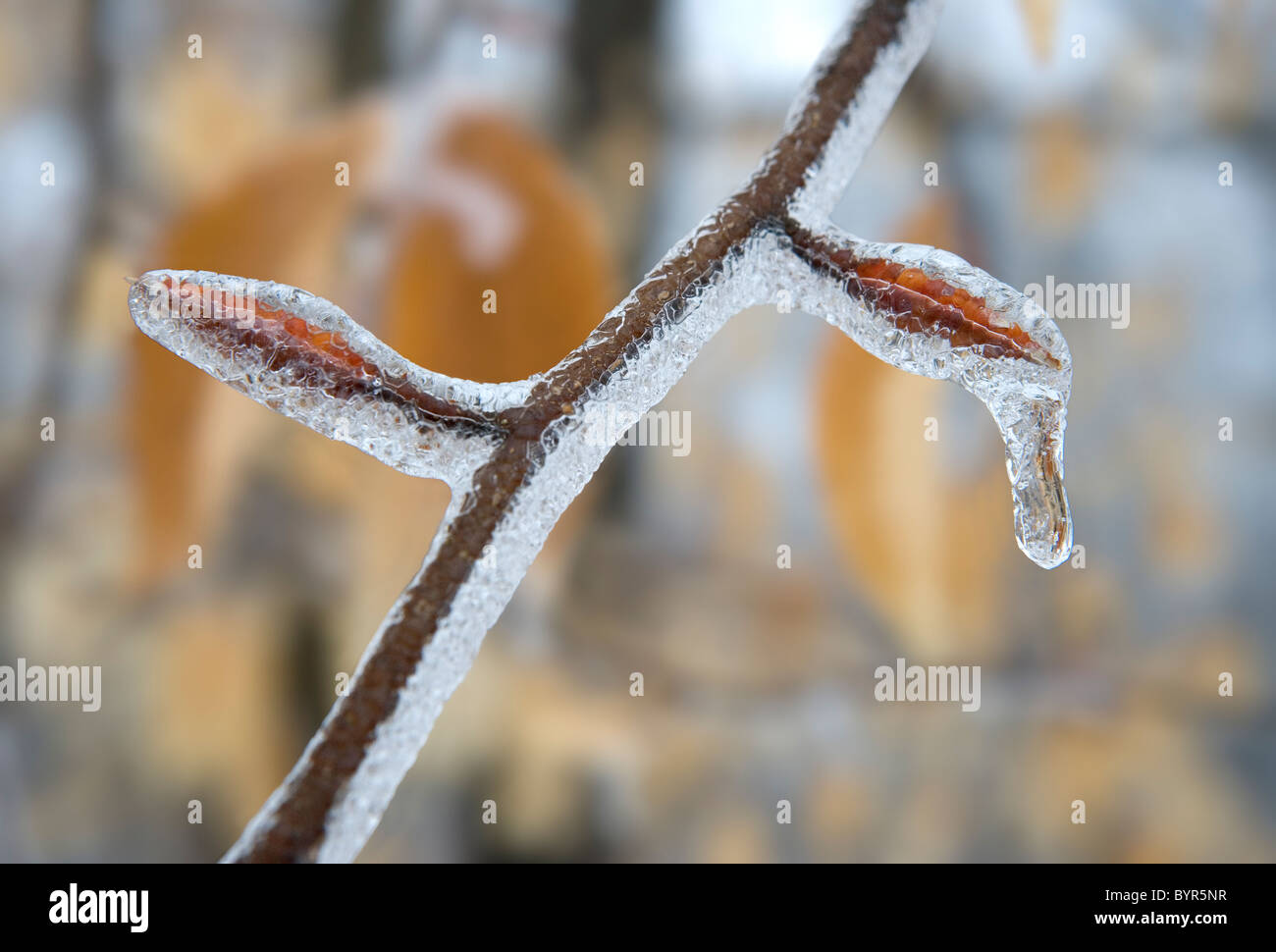 Una ramita de lenga y yemas cubierto de hielo después de una tormenta de hielo en invierno Foto de stock