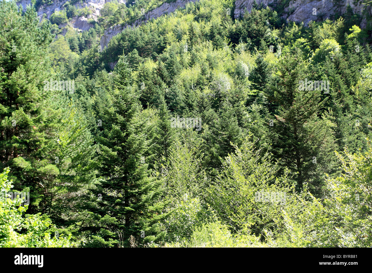 Pirineos árboles de selva de montaña en verano naturaleza escénica Foto de stock