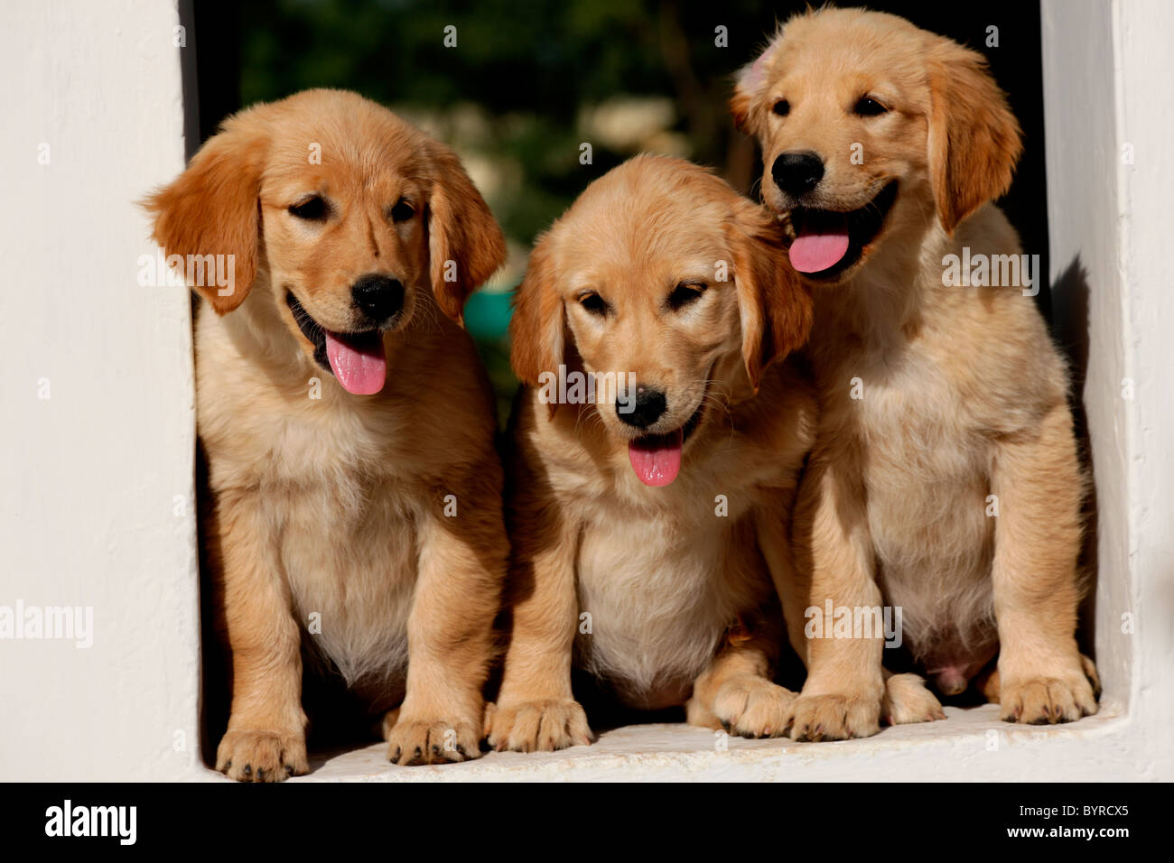 Tres cachorros de raza Golden Retriever Fotografía de stock - Alamy