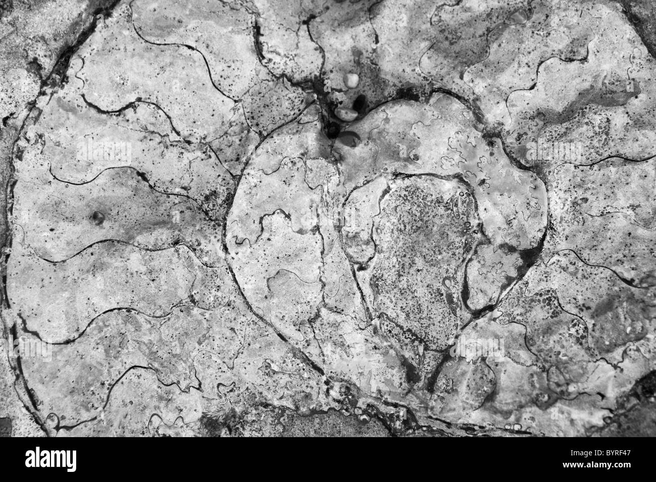 Un fósil de ammonites encontrados en la costa Jurásica de Dorset, Inglaterra Foto de stock