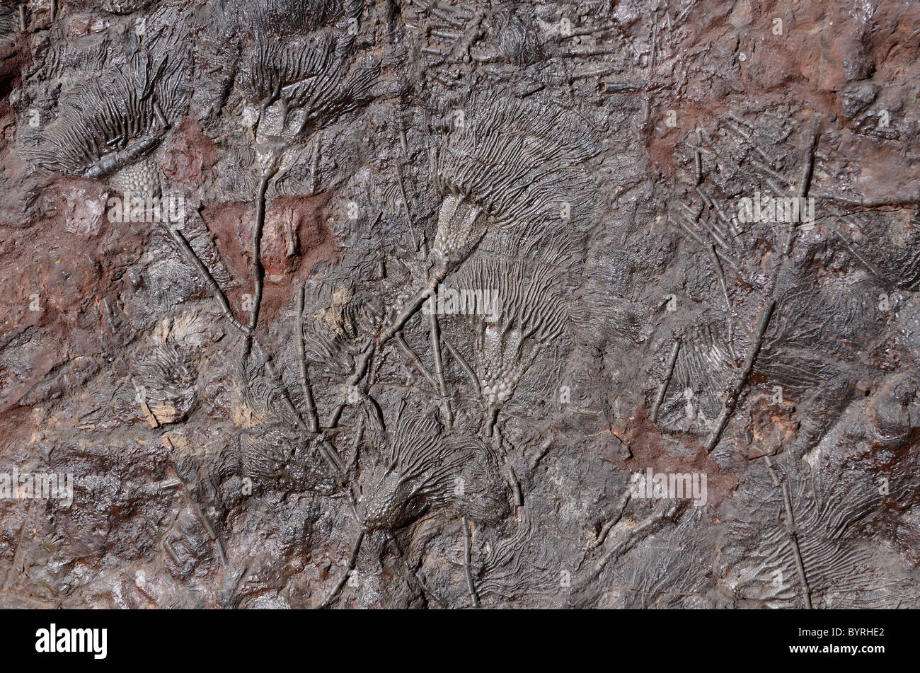 Relieve de crinoid fósiles de animales marinos en la piedra caliza en Erfoud Marruecos Foto de stock