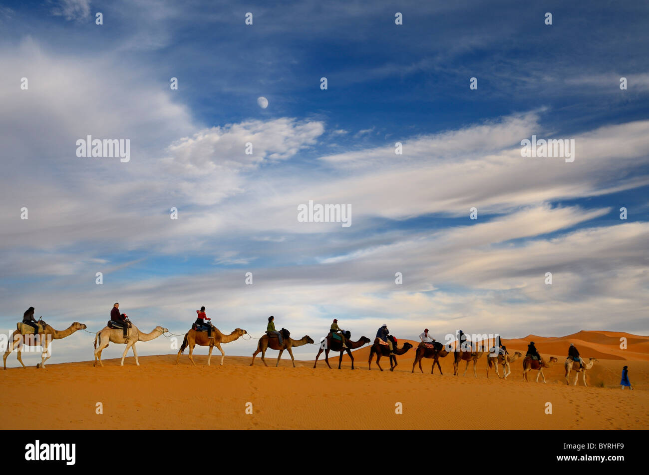 Azul tuareg berebere hombre conduciendo un grupo de jinetes de camellos en una línea con el Erg Chebbi : desierto en Marruecos con la luna y las nubes Foto de stock