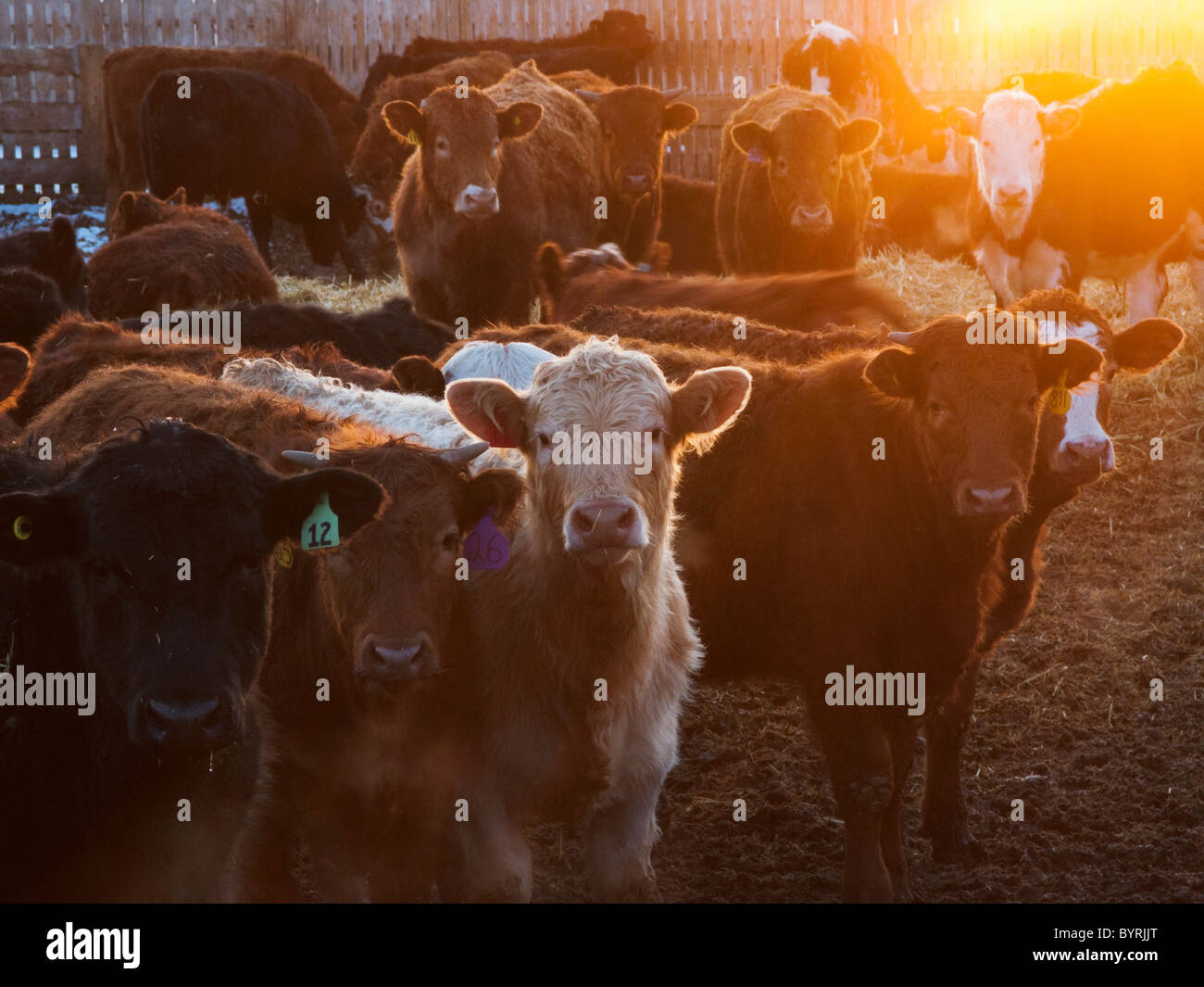 Ganadería - mestizaje y mezcla de razas de ganado vacuno en un corral de engorde pen al atardecer / de Alberta, Canadá. Foto de stock