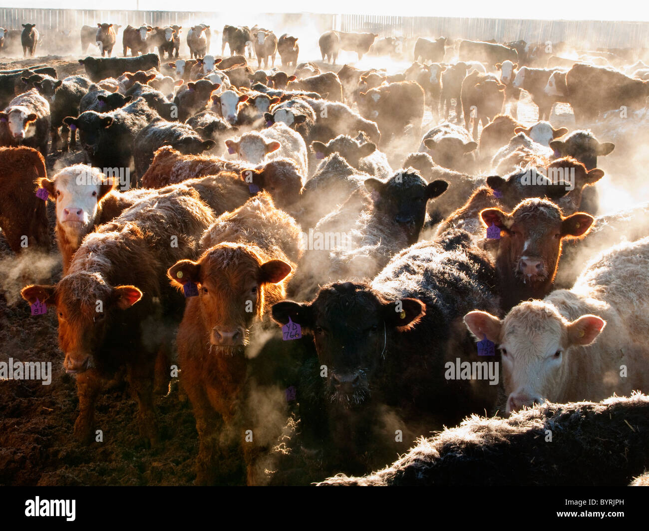 Ganadería - mestizaje y mezcla de razas de ganado vacuno en un corral de  engorde pluma en una helada mañana de invierno / Amanecer en Alberta,  Canadá Fotografía de stock - Alamy