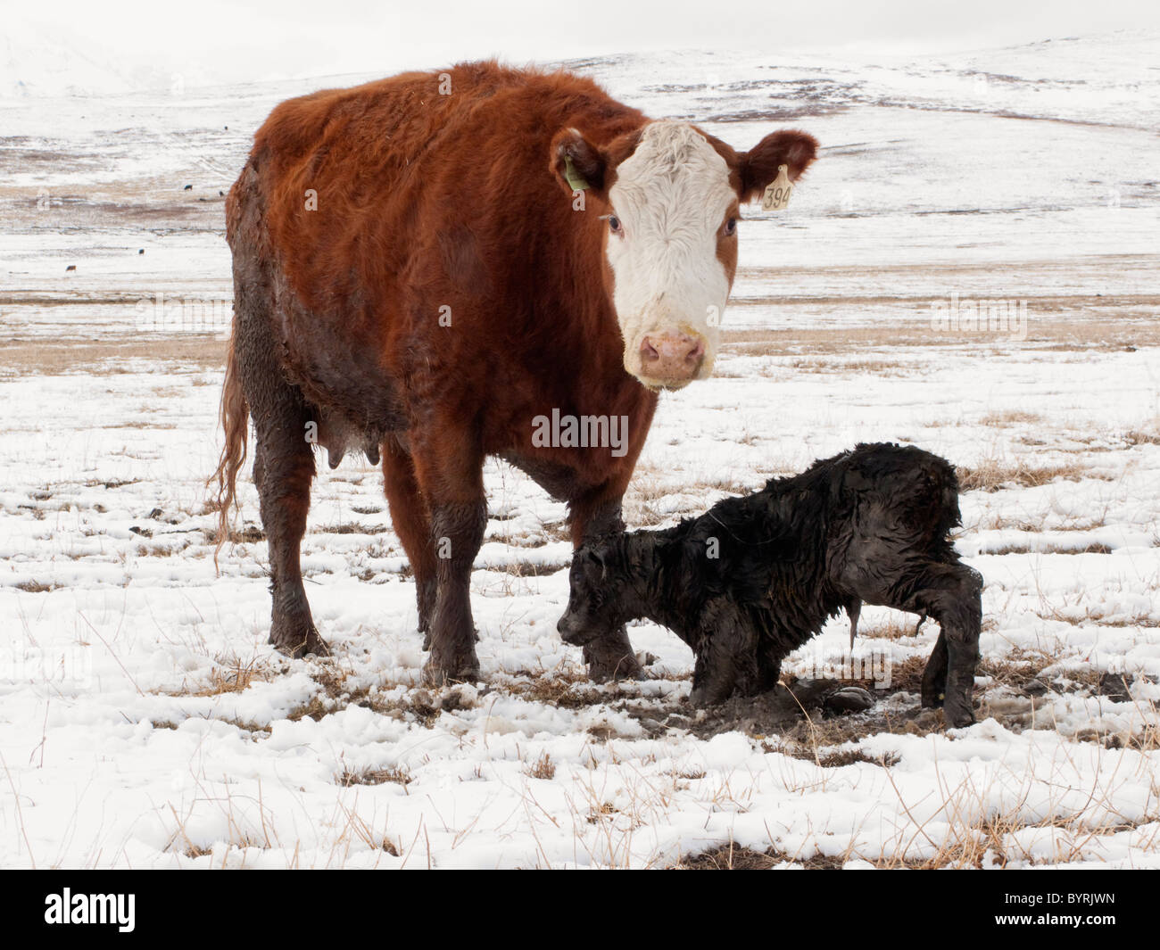 Una cruz Hereford vaca representa más de su ternero recién nacido, que se esfuerza para presentarse por primera vez en una pradera cubierta de nieve / Canadá Foto de stock