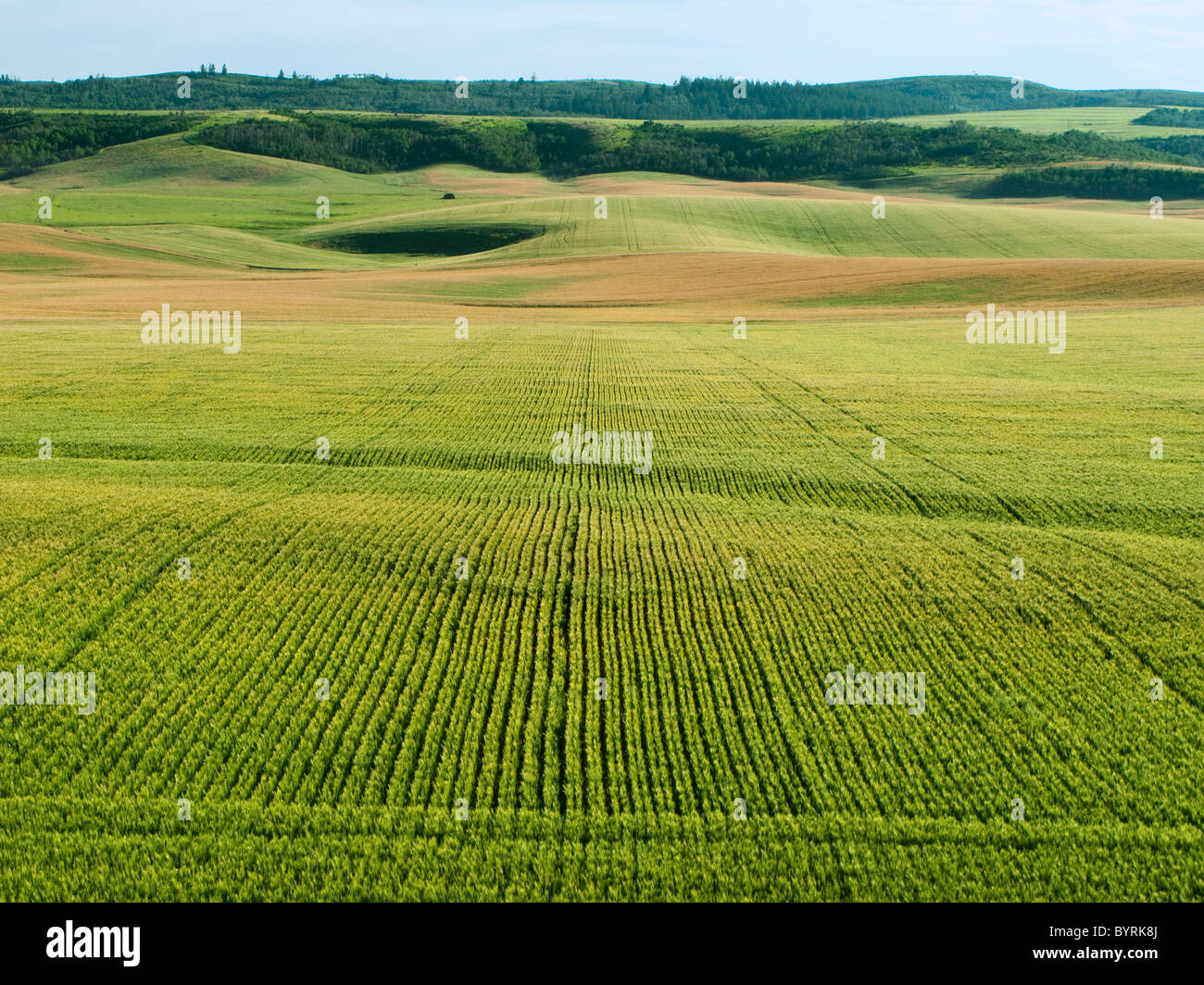 Agricultura - prados de maduración del trigo de primavera / Idaho, USA. Foto de stock