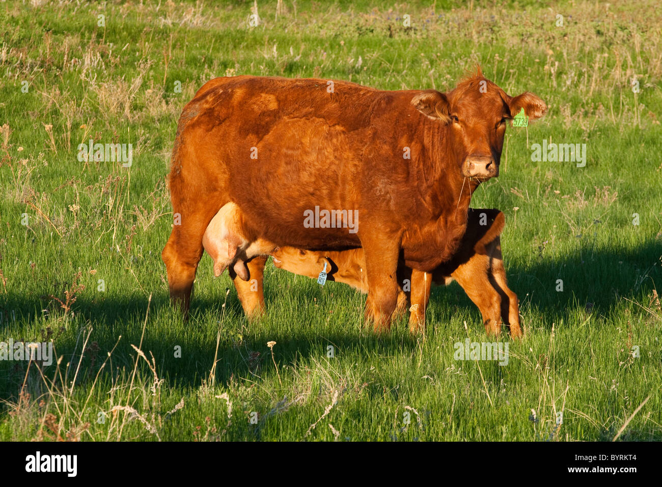 El ganado Angus rojo - una vaca con su becerro de enfermería sobre un pasto verde / de Alberta, Canadá. Foto de stock