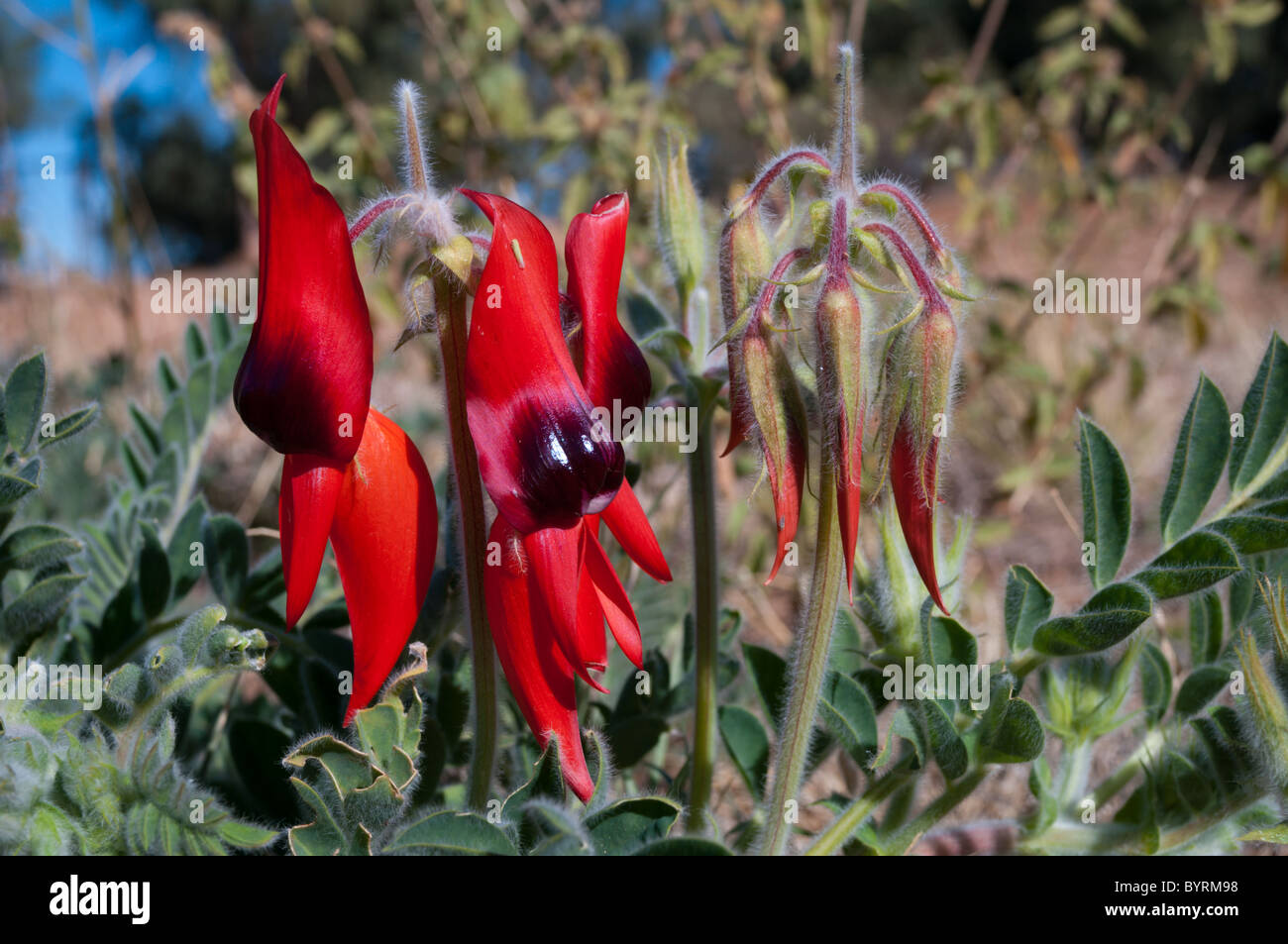 Sturt Desert pea (Swainsona de Formosa) Foto de stock
