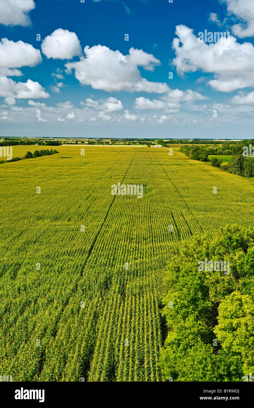 Agricultura - gran campo de mediados de crecimiento etapa borla del maíz con cúmulos en el cielo / cerca de Carey, Manitoba, Canadá. Foto de stock