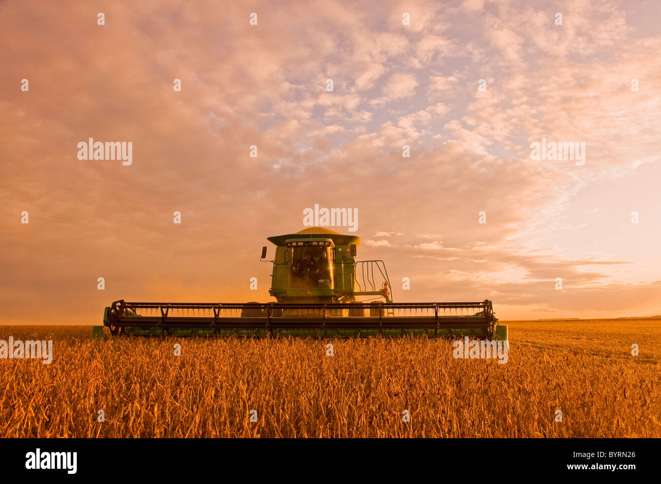 Agricultura - una cosechadora John Deere las cosechas de soya madura en la tarde de luz / cerca Oakbank, Manitoba, Canadá. Foto de stock