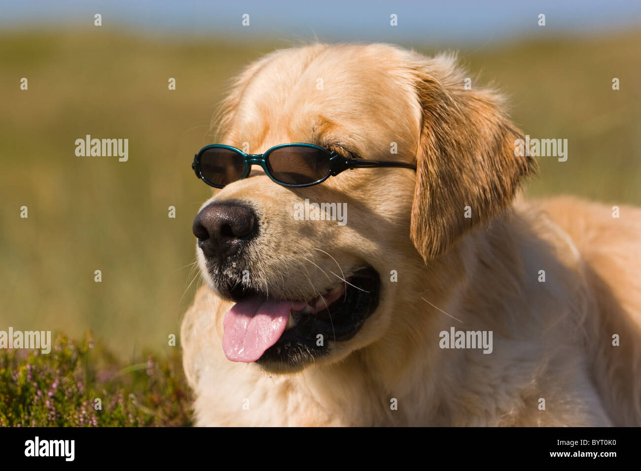 Perro guay fotografías e imágenes de alta resolución - Alamy