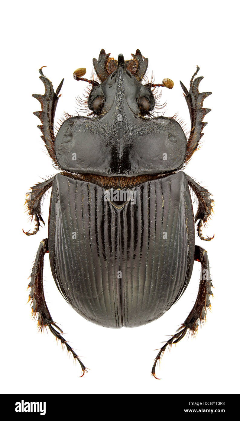 Macho de Ceratophyus hoffmannseggi aislado sobre fondo blanco. Foto de stock