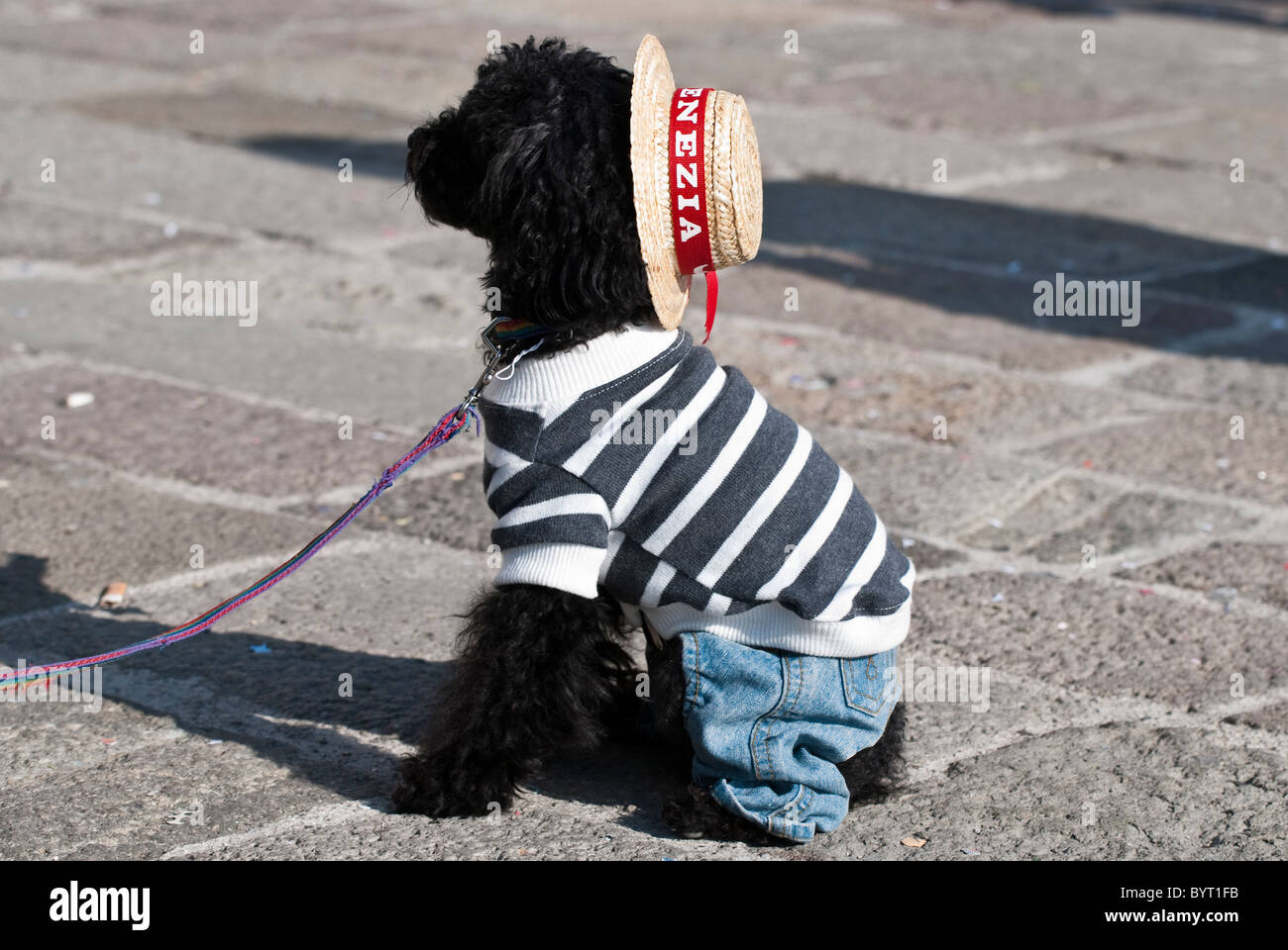 Perro en disfraz de gondolero durante el carnaval veneciano Fotografía de  stock - Alamy