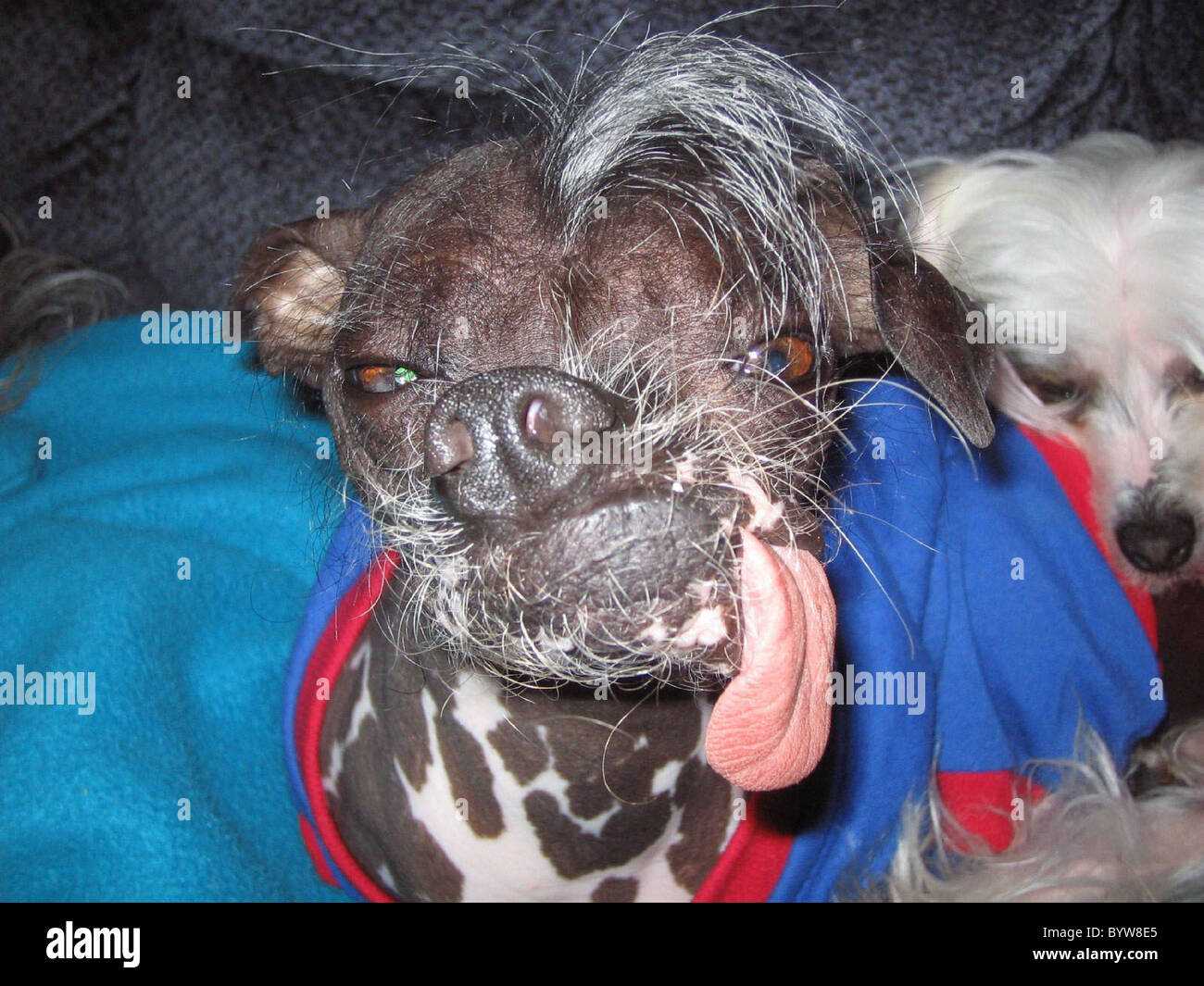 Perros feos fotografías e imágenes de alta resolución - Alamy