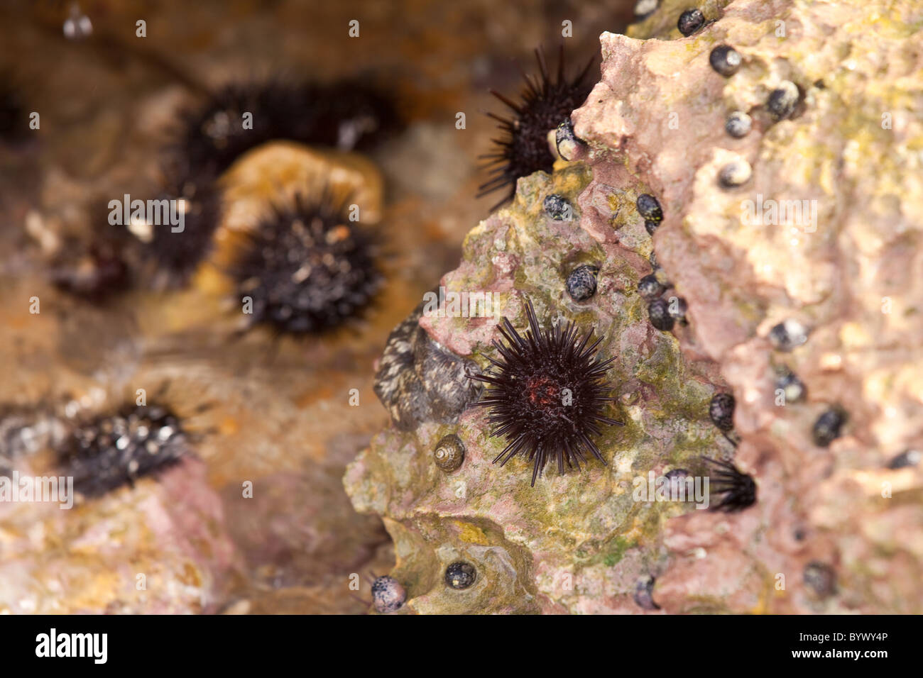 Diadema erizos de mar fotografías e imágenes de alta resolución - Alamy