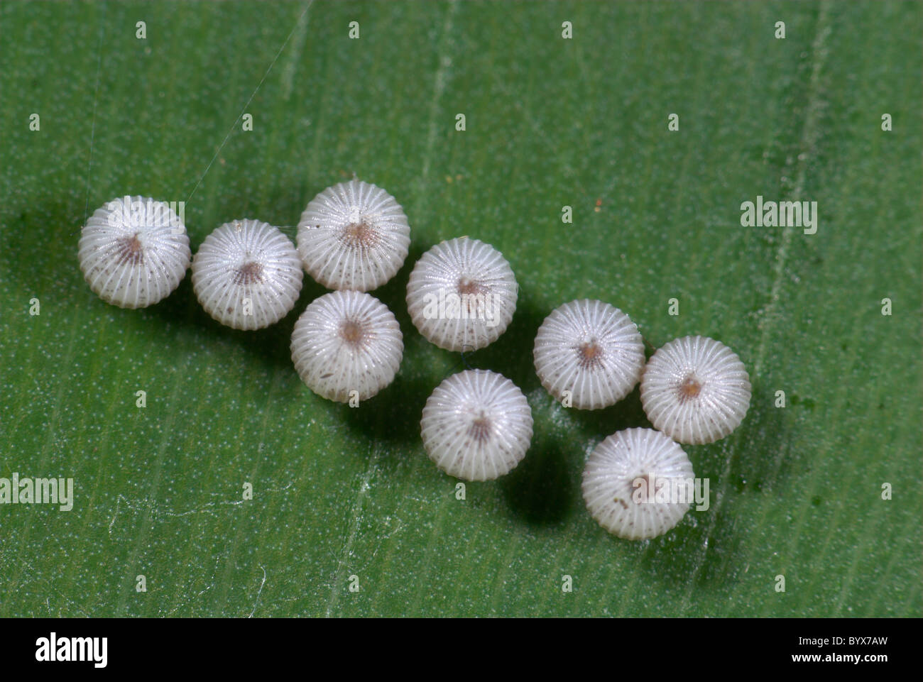 Huevos de mariposa búho Caligo especies de América del Sur Fotografía de stock Alamy