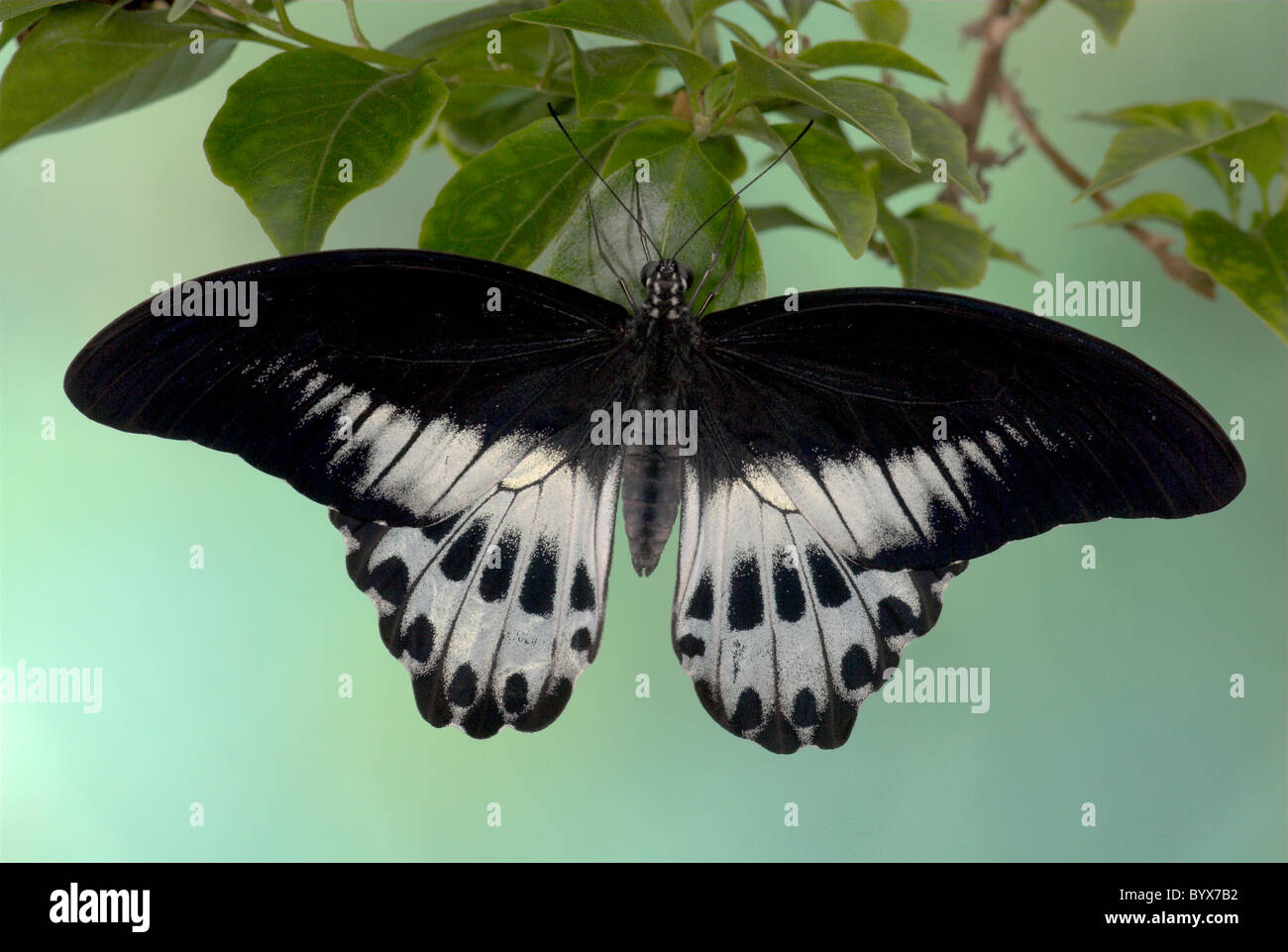 Blue Butterfly Mormón Papilio polymnestor India Foto de stock