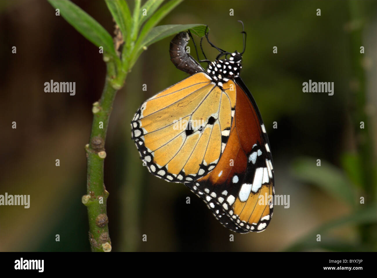 Mariposa Tigre Danaus chrysippus simple depositando huevos Asia Foto de stock