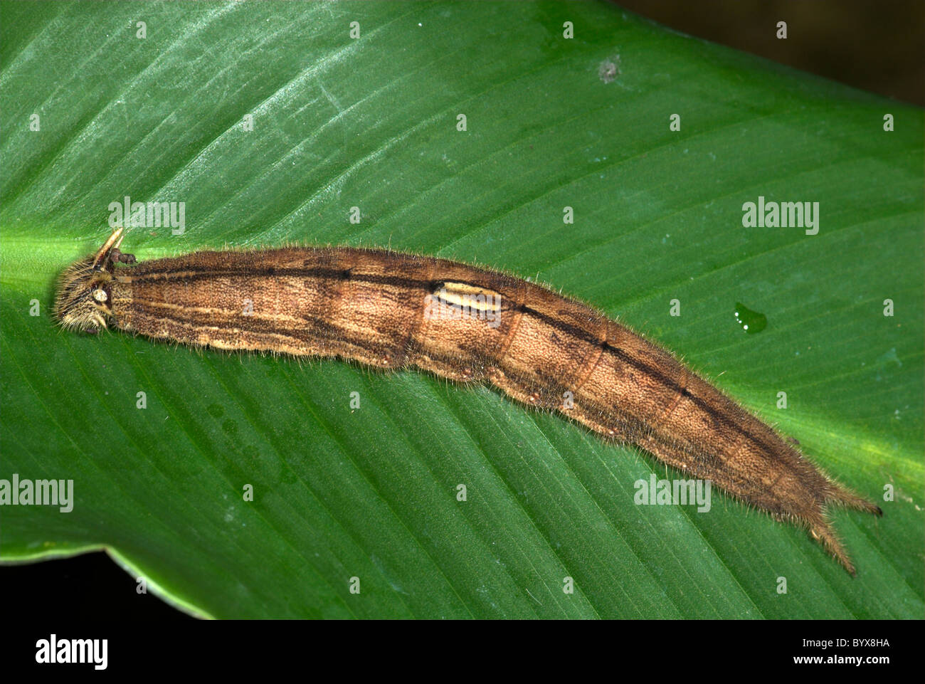 Especies de mariposas Caligo Caterpillar América del Sur Foto de stock