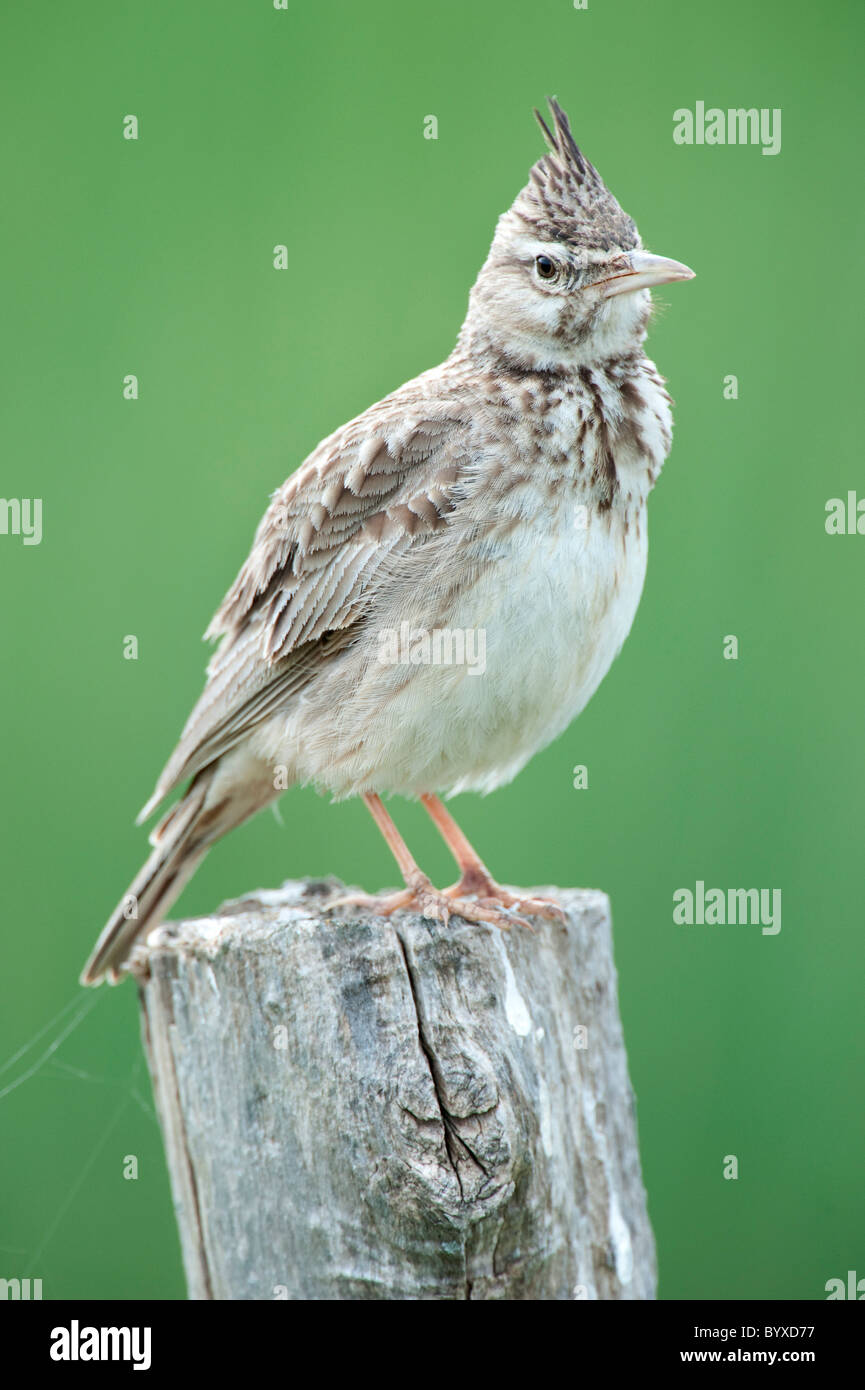 Crested Lark Galerida cristata Lesvos Grecia Foto de stock