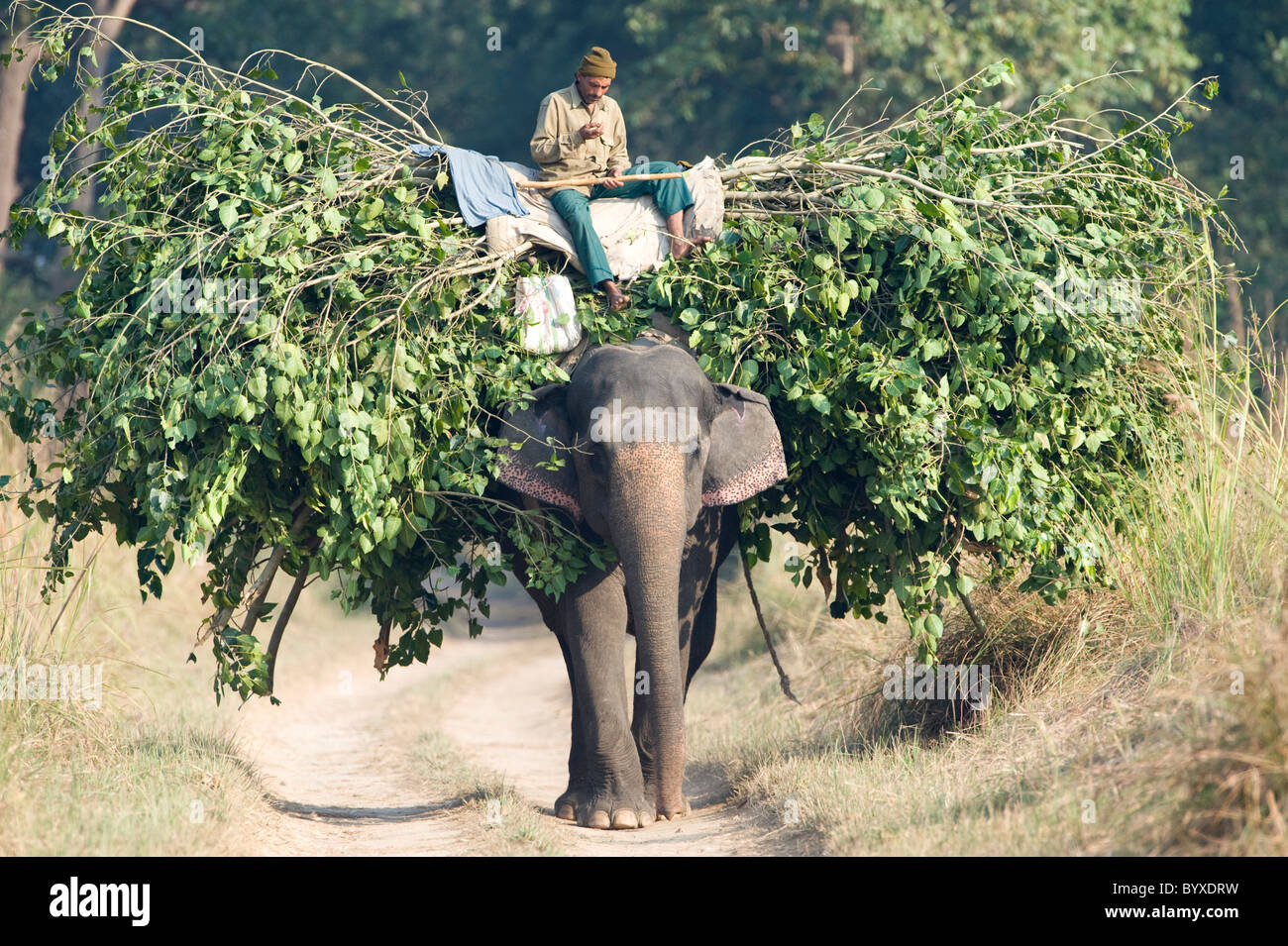 Mahout hombre elefante equitación ramas portadoras de la India Foto de stock