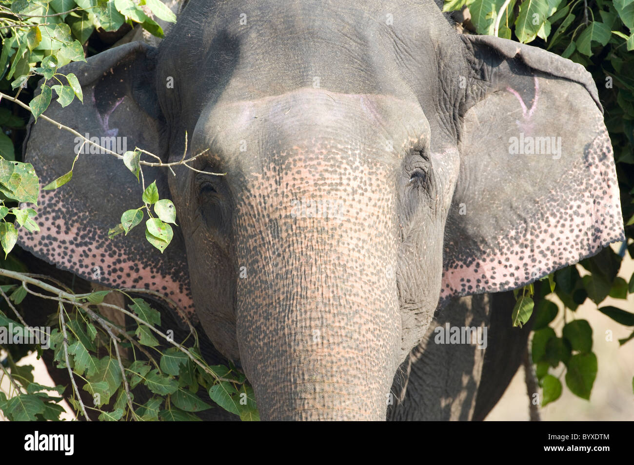 Retrato elefante llevando ramas de árbol mahout Foto de stock