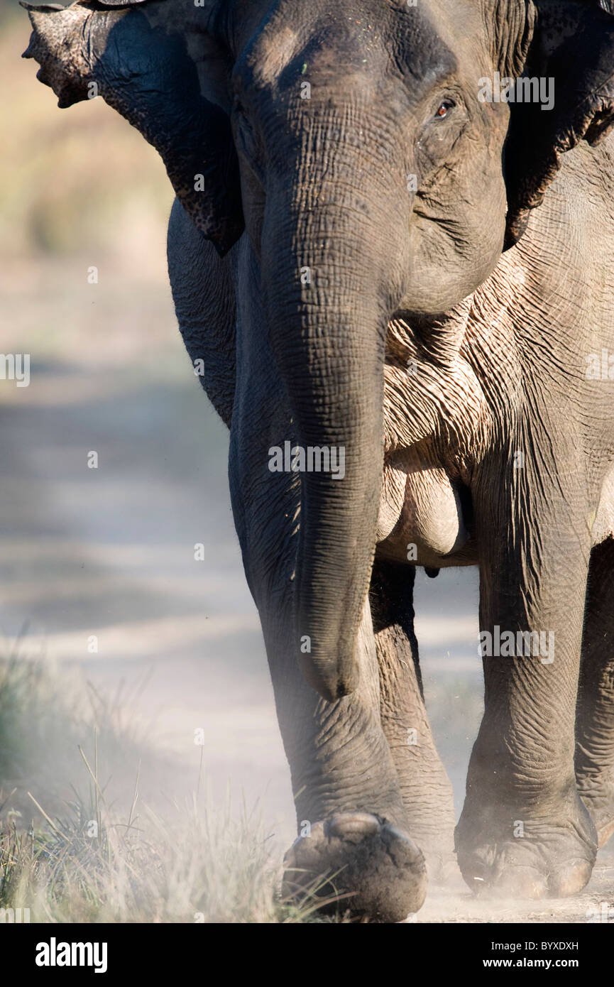 Elefante asiático Elephas maximus cargando la India Foto de stock