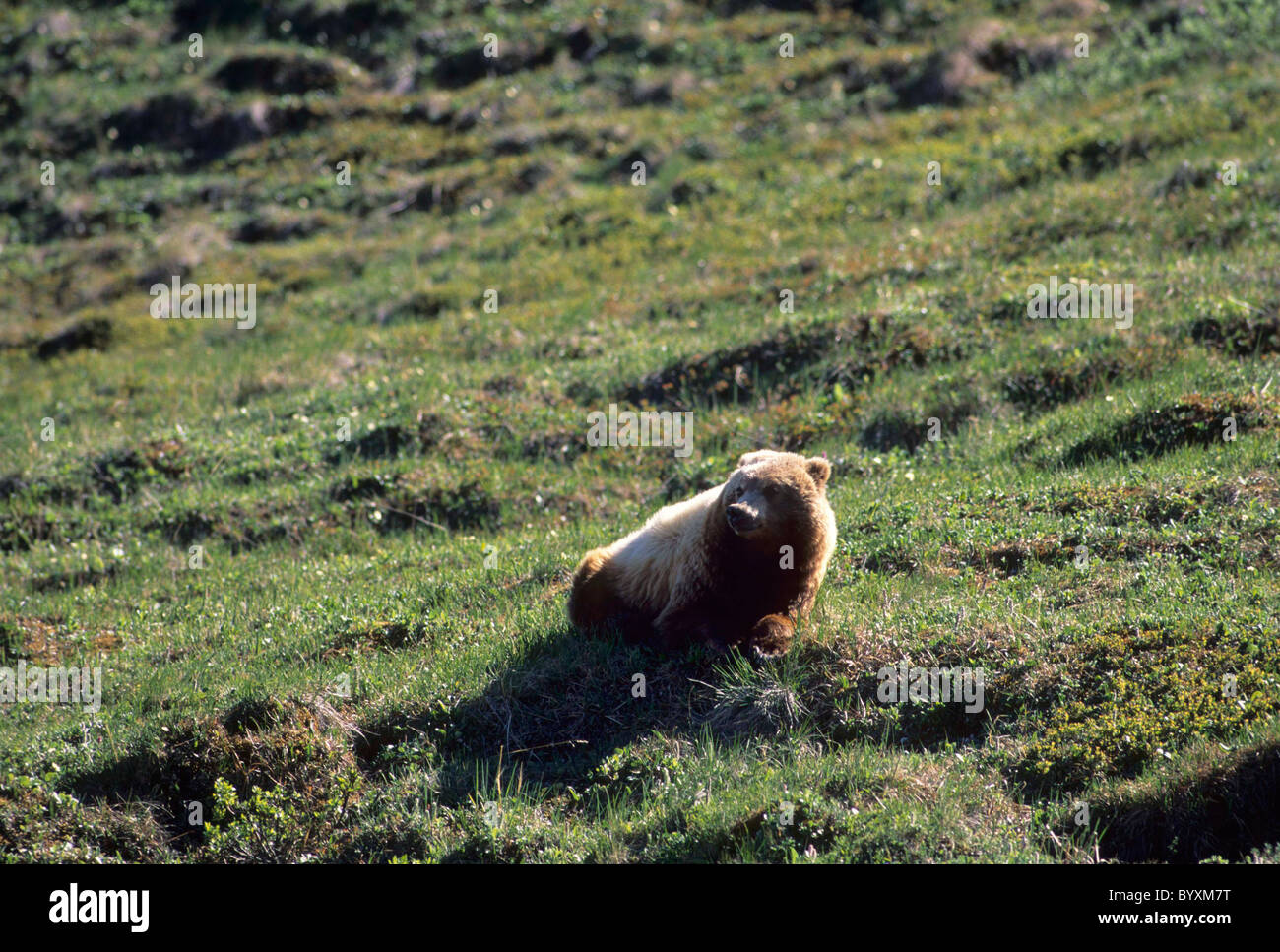 Oso Pardo, osos, osos Grizzly, Oso Grizzly, Alaska, Alaska Denali