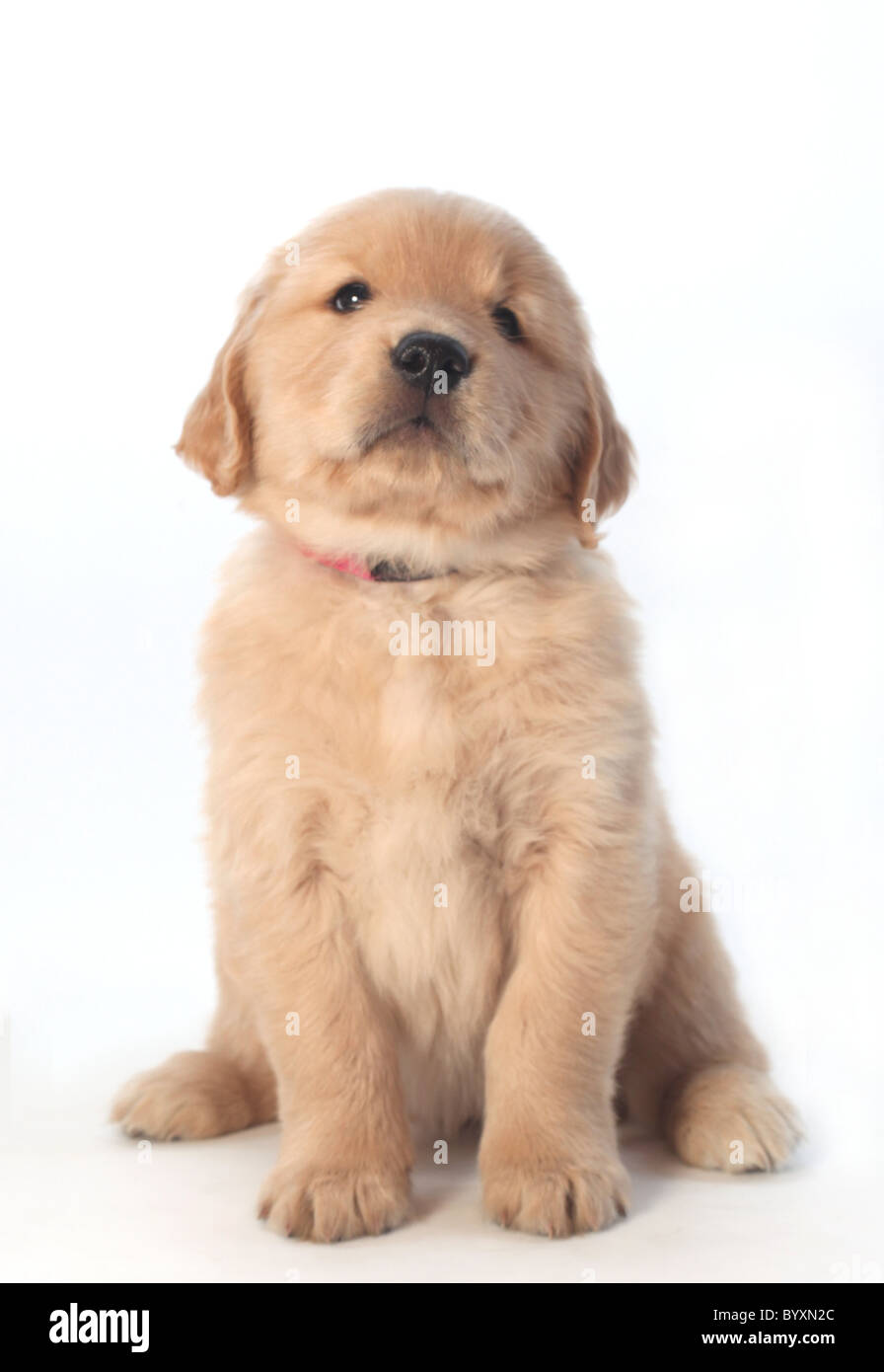 Retrato de golden retriever cachorro Foto de stock