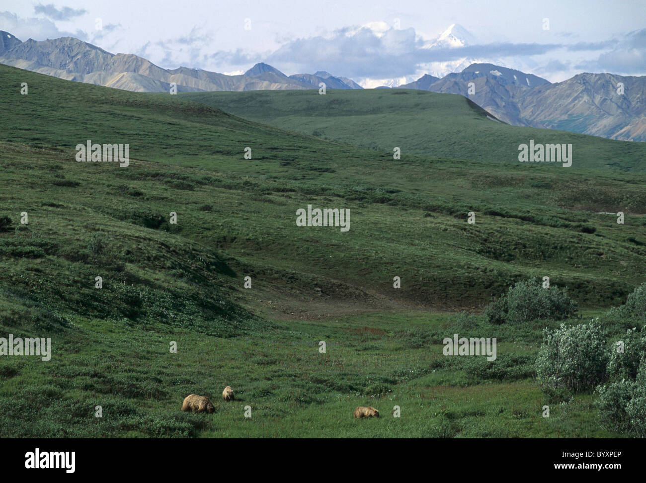Siembre y Cubs, Grizzly Bear, el Parque Nacional Denali, Alaska, oso pardo, osos, osos pardos, osos pardos Foto de stock