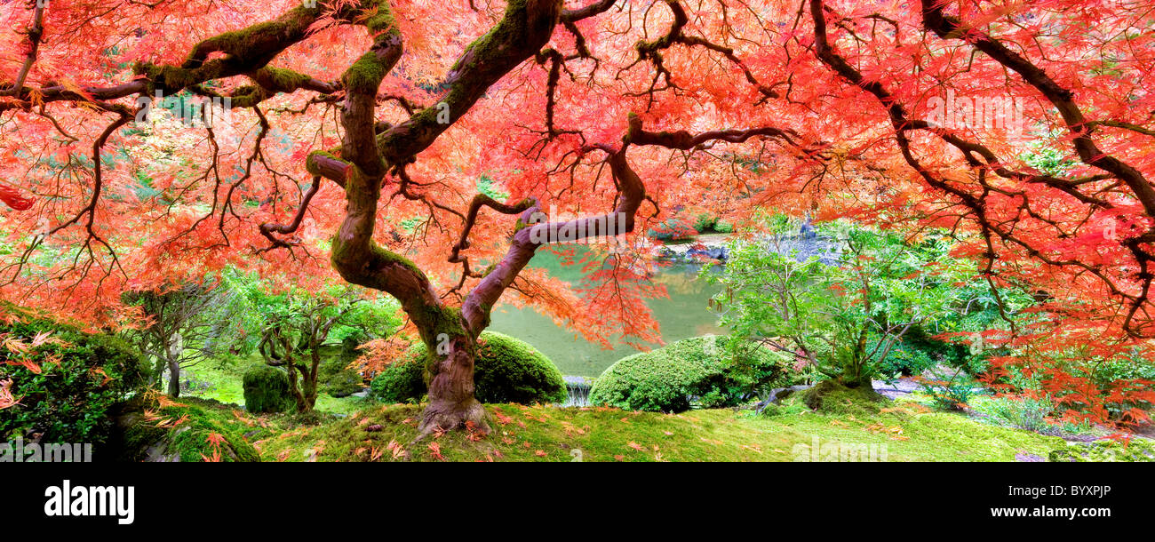 Arce japonés en otoño de color. Portland jardines japoneses. Oregon Foto de stock