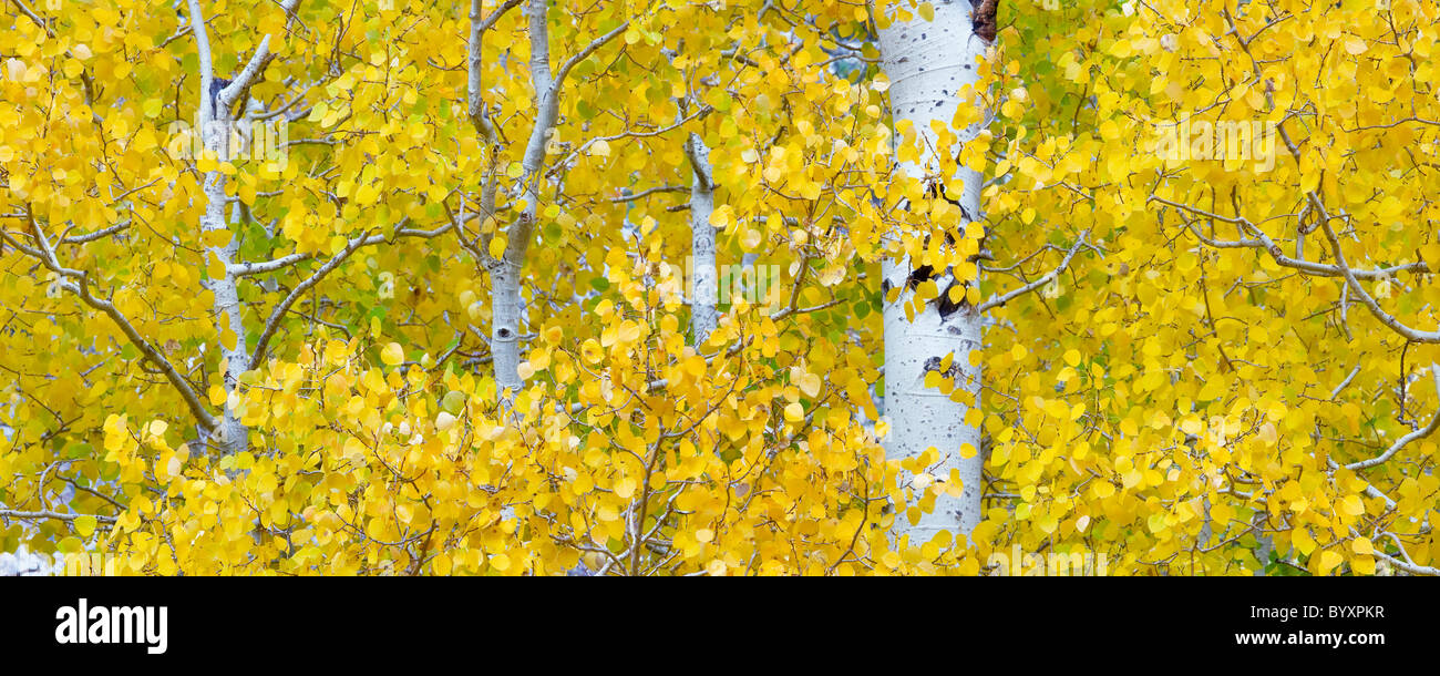 Álamos en otoño de color. El Bosque Nacional Inyo. California Foto de stock