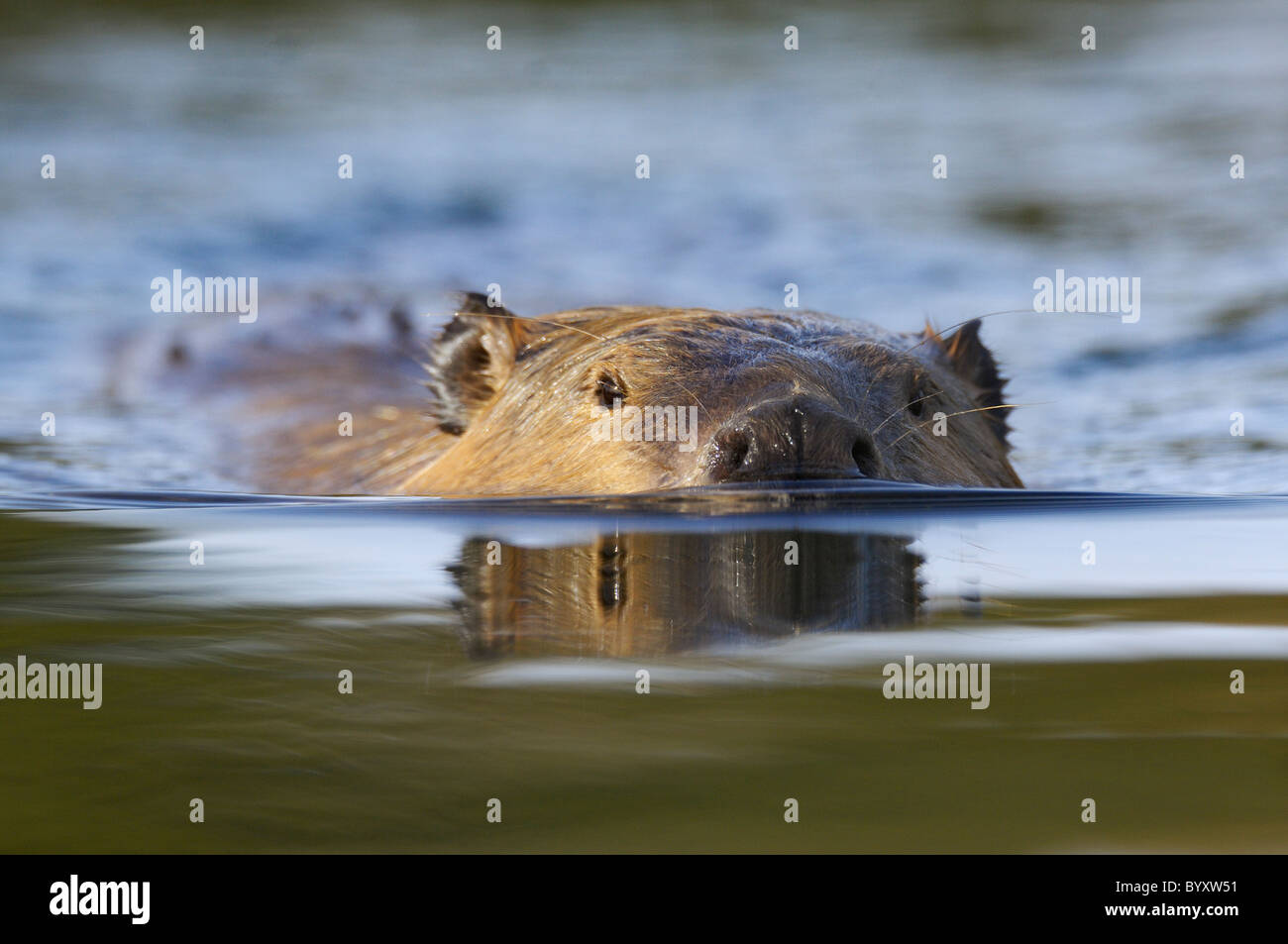 Vista espectacular de beaver natación Foto de stock