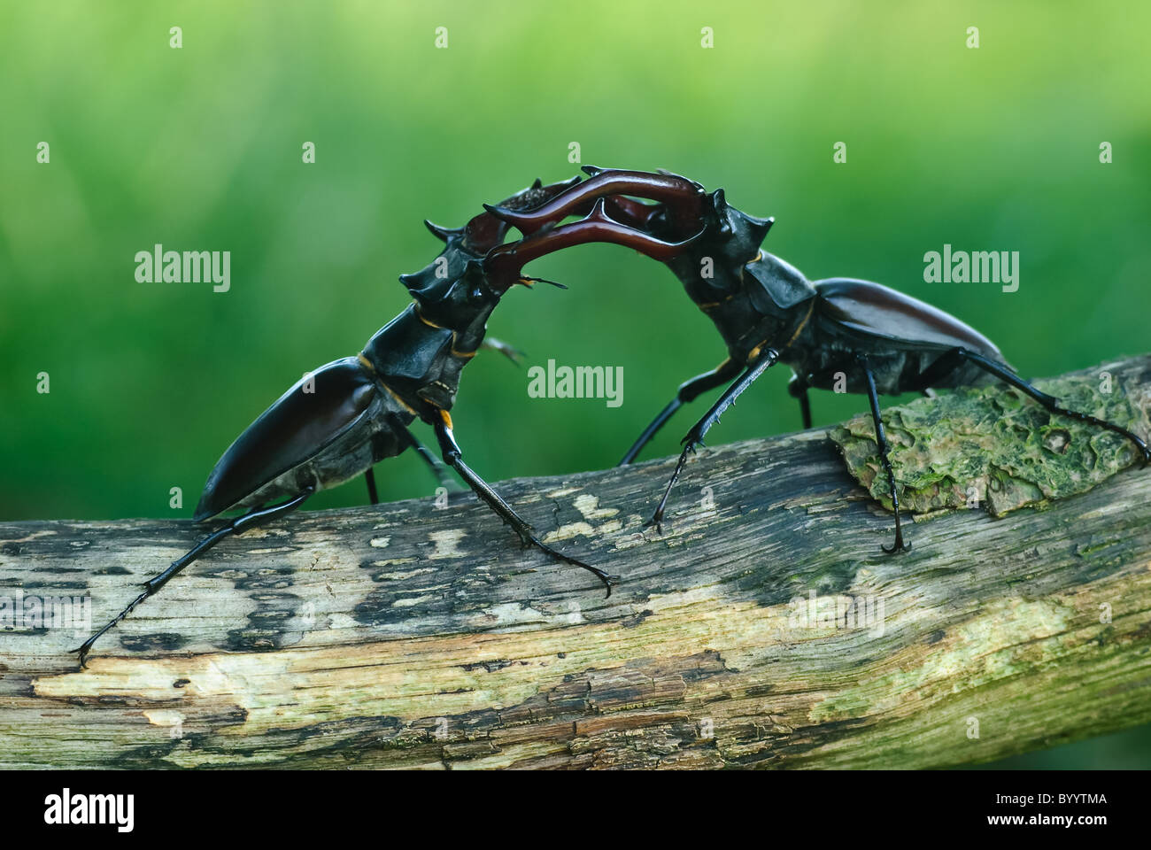 Los combates stag escarabajos [Escudo cervus] un cortejo Foto de stock