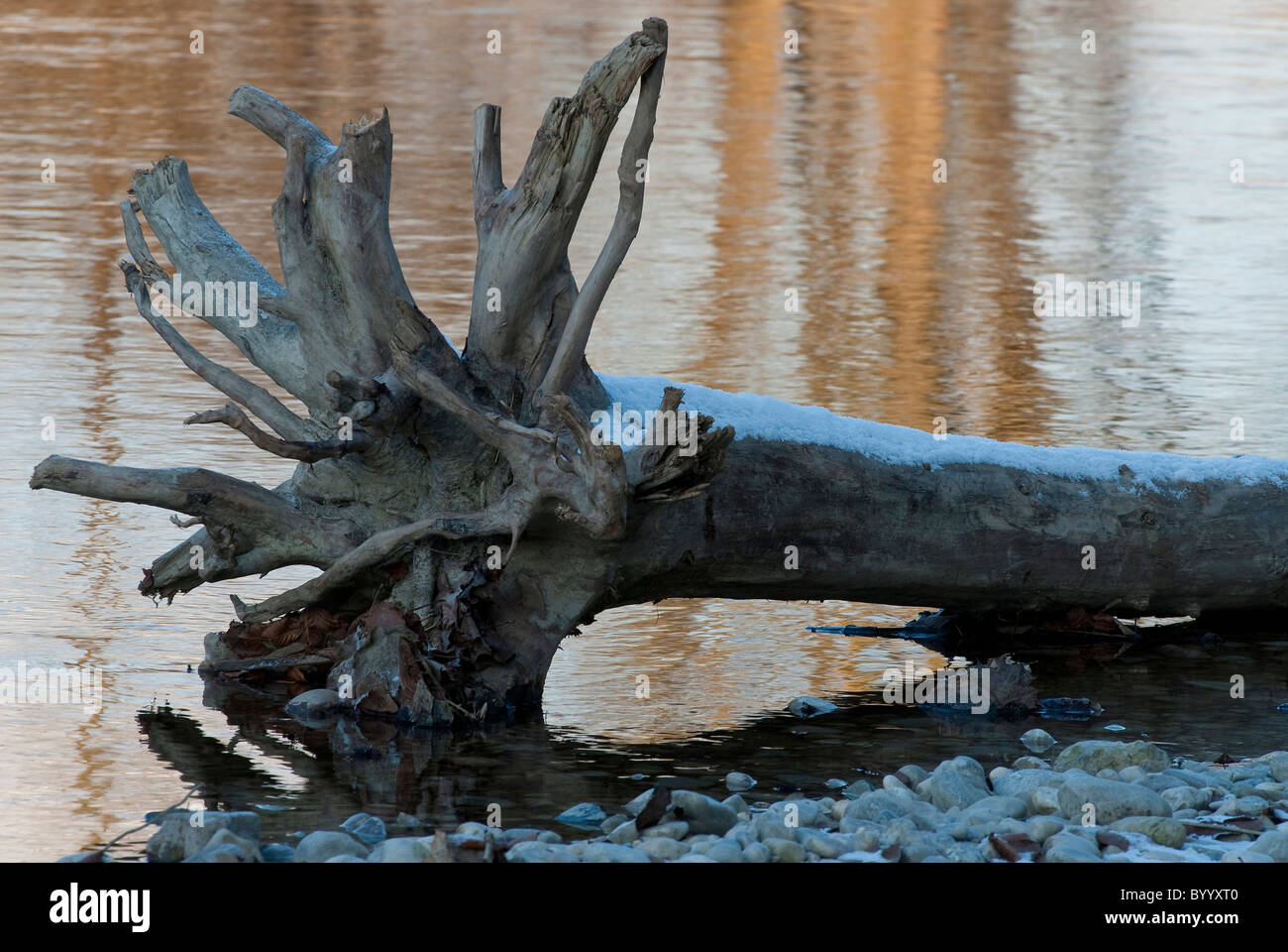 Las raíces del árbol muerto en las orillas del río Isar, en invierno, Munich, Baviera. Foto de stock