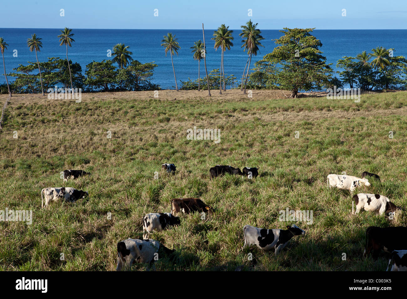 Las vacas de leche a lo largo de un tramo de playa en Rincón, Puerto Rico  Fotografía de stock - Alamy