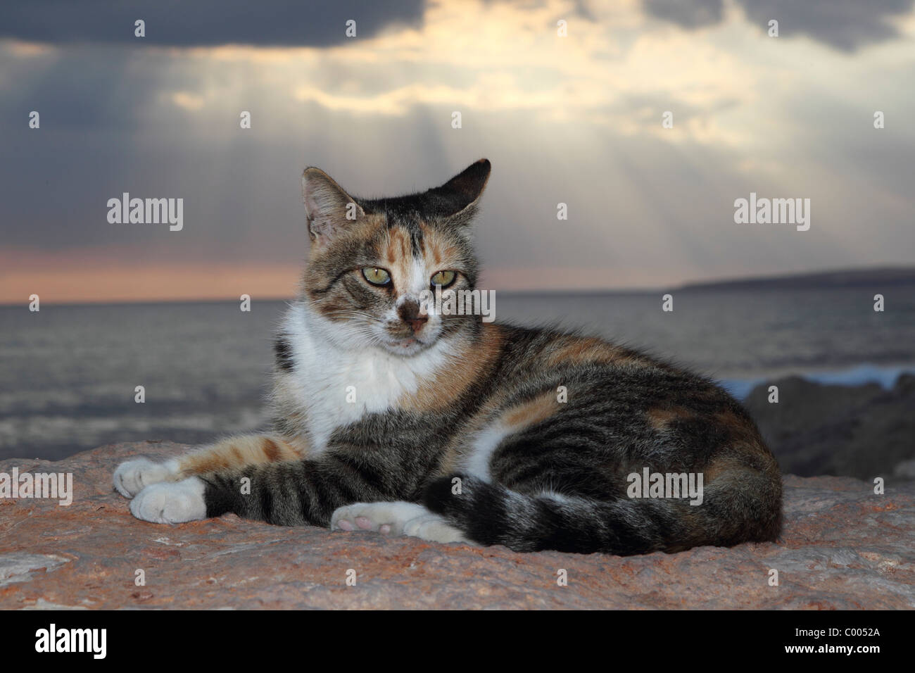 Gato doméstico. Un gato tricolor se encuentra en una pared al atardecer. Chipre Foto de stock