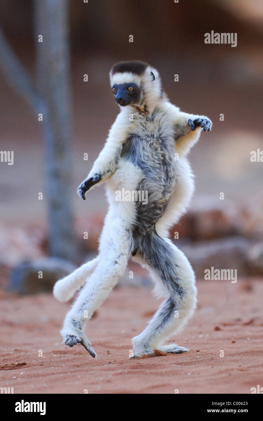 Verreaux's Sifaka (Propithecus verreauxi) bailando en Madagascar Foto de stock