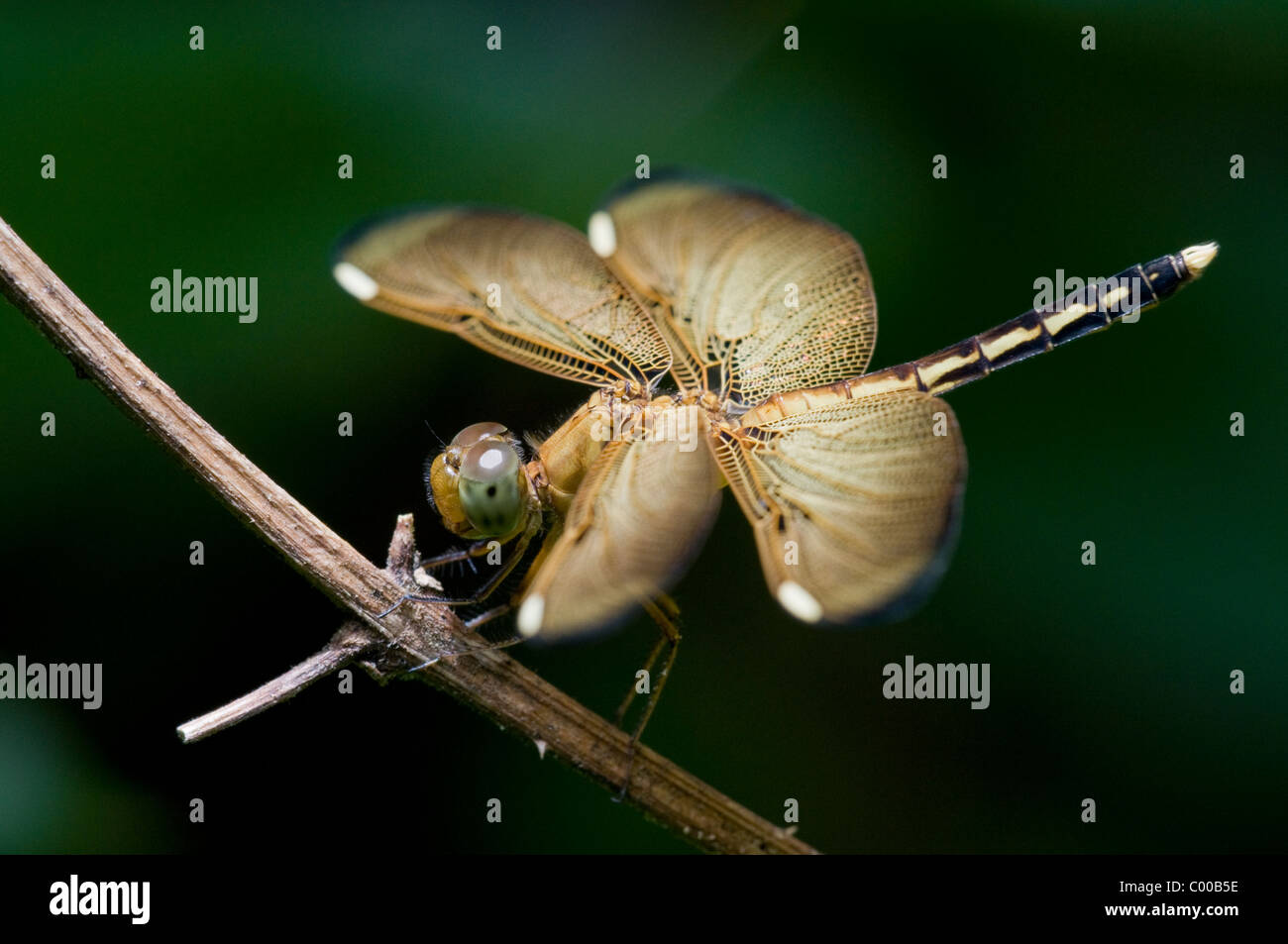 Libelle, Odonata, Dragonfly, Sulawesi, Indonesien, Indonesia Foto de stock