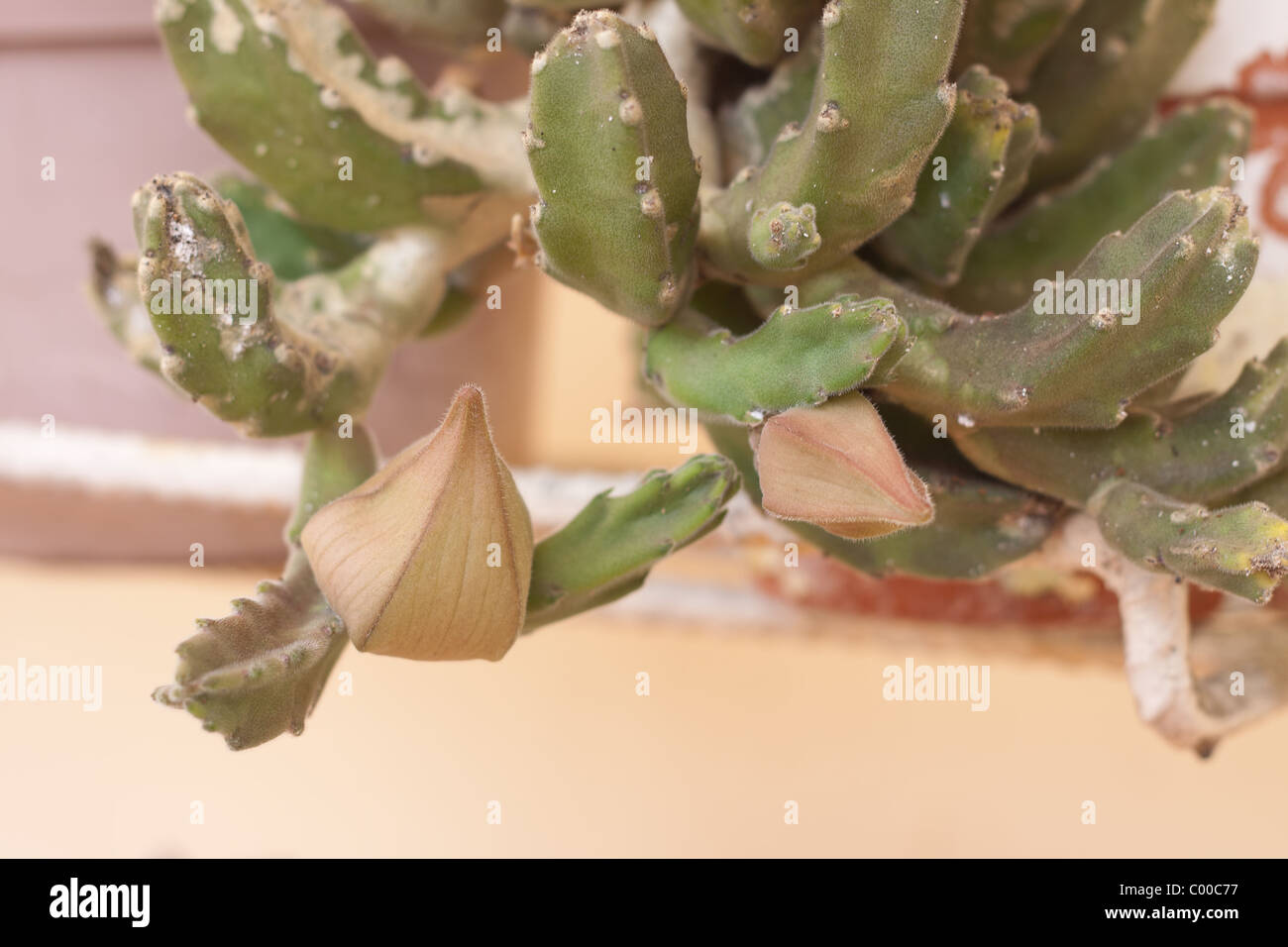 Cerca de cactus en ciernes Foto de stock