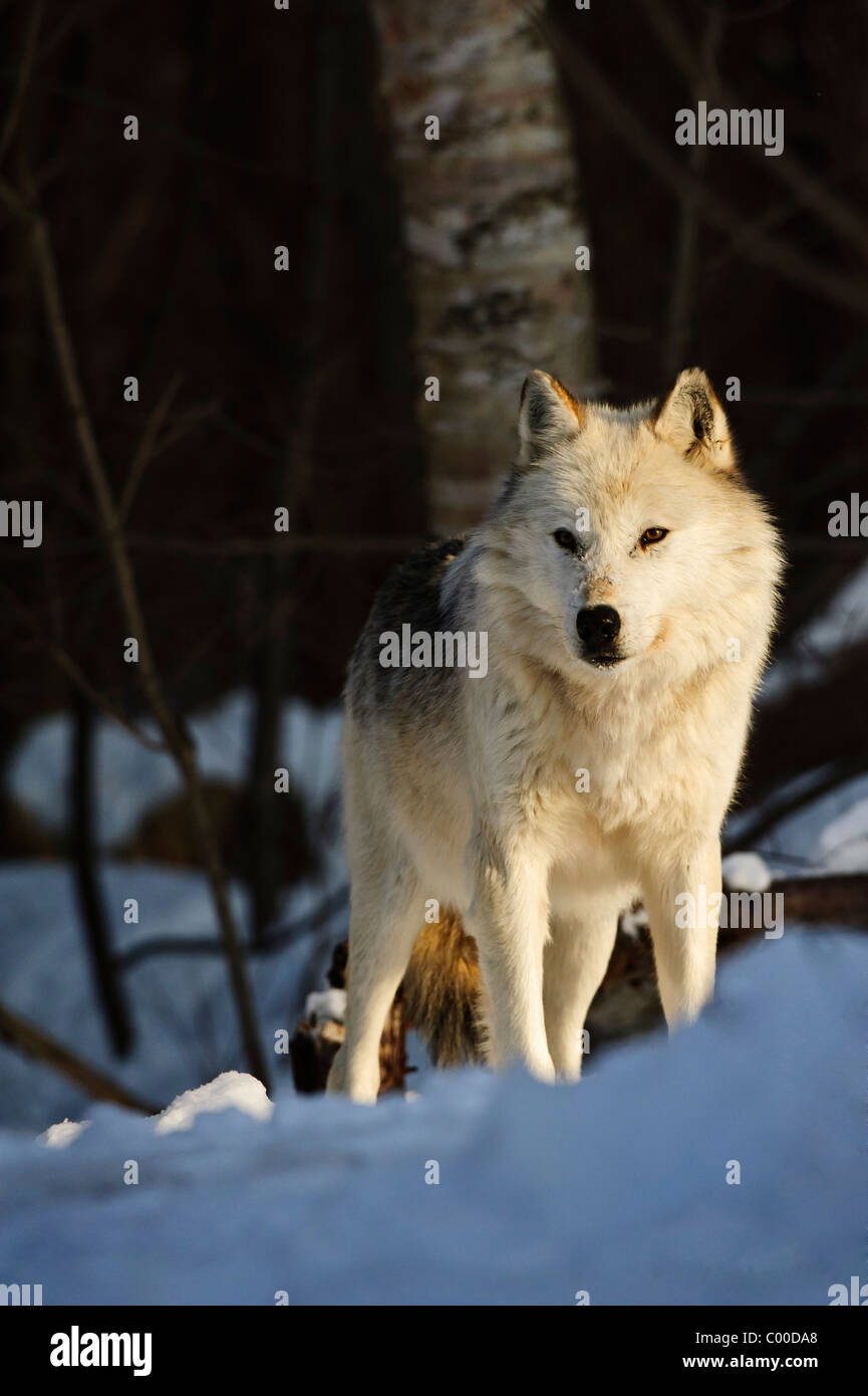 Un lobo blanco espiritual domina un saliente cubierto de nieve, mirando a su paquete de otros lobos. Foto de stock