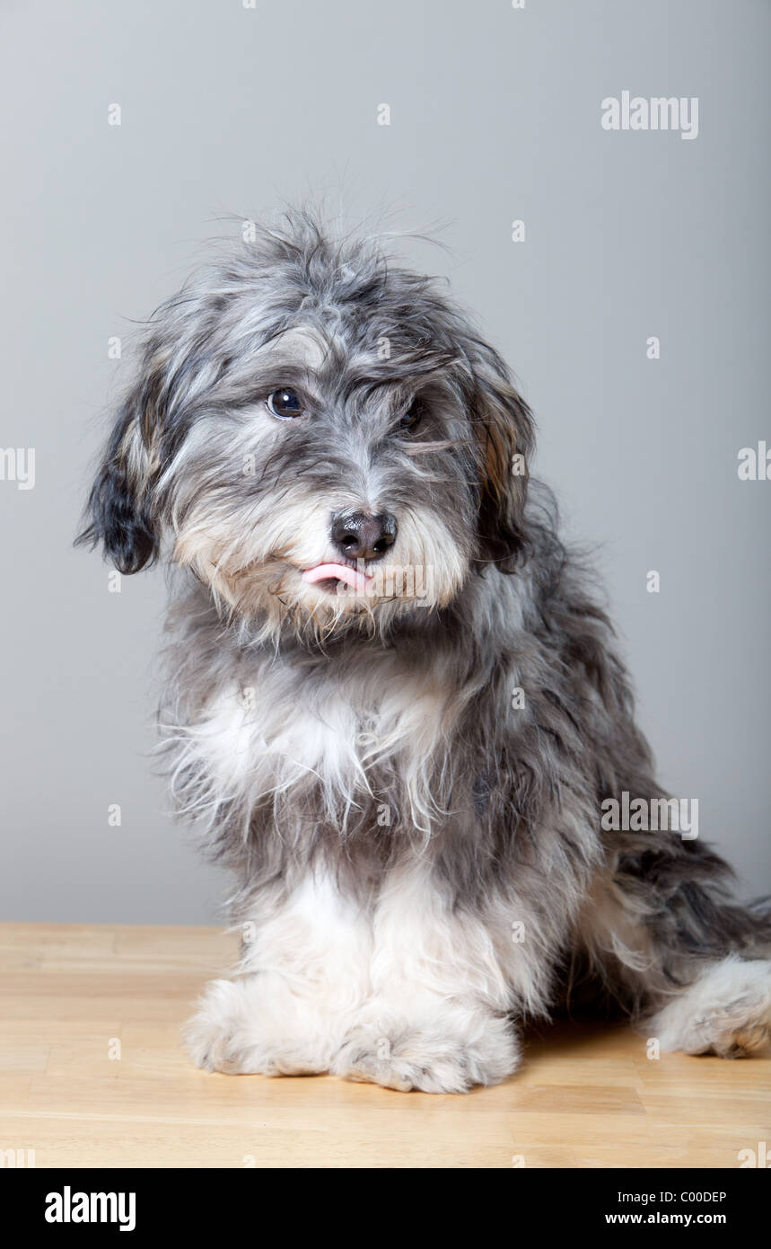 Un retrato de estudio de un peludo perro gris sobre una tabla de madera de  color claro Fotografía de stock - Alamy