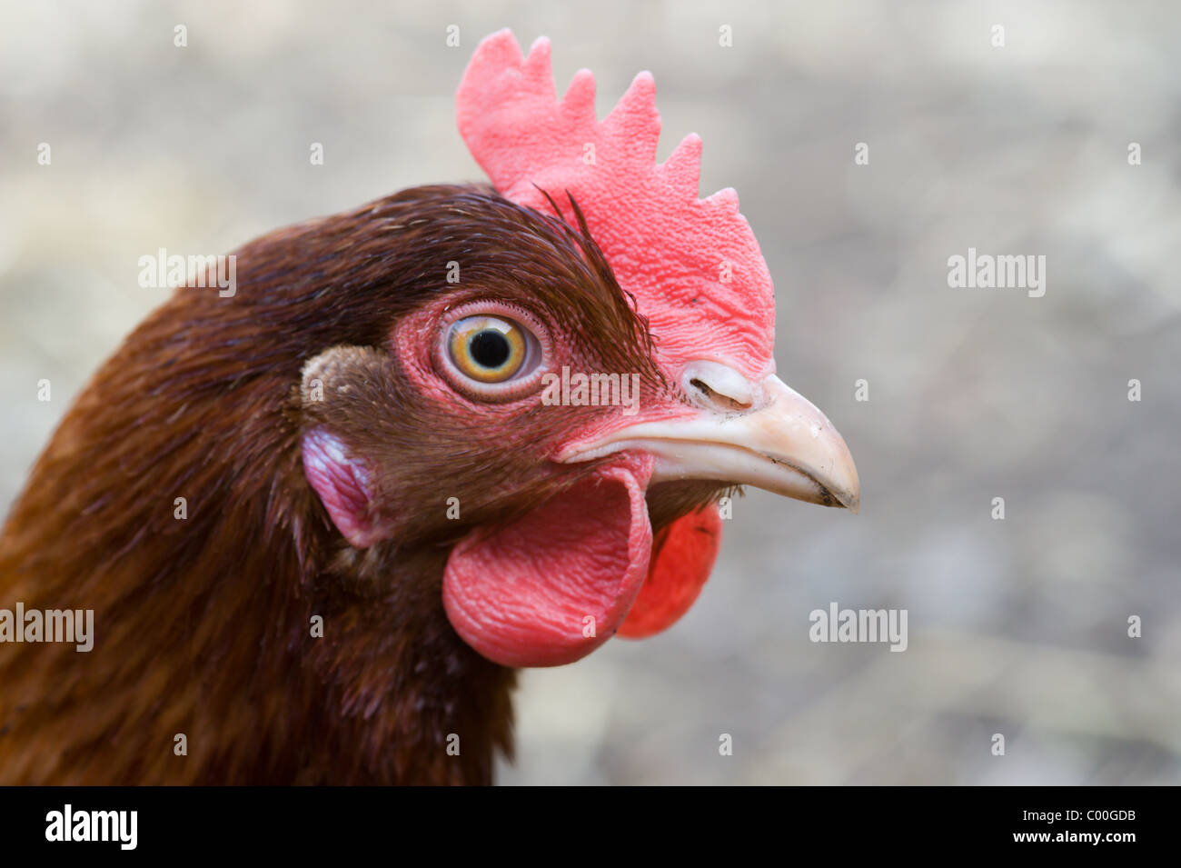 Cabeza de gallina fotografías e imágenes de alta resolución - Alamy