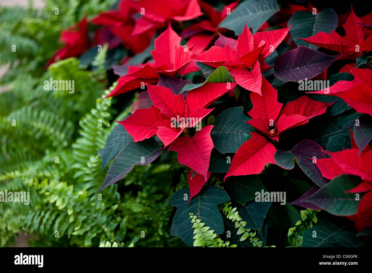 Primer plano imagen de Poinsettia rojo vibrante - Euphorbia pulcherrima - noche  buena hojas festivas Fotografía de stock - Alamy