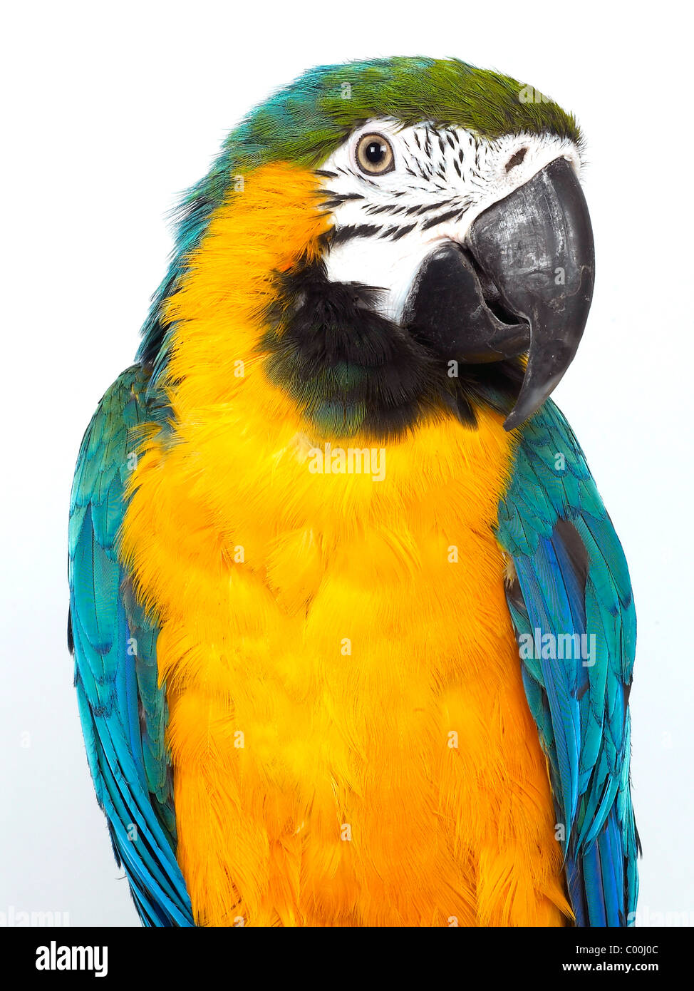 Un azul y amarillo mackaw, un pájaro de colores brillantes. Foto de stock