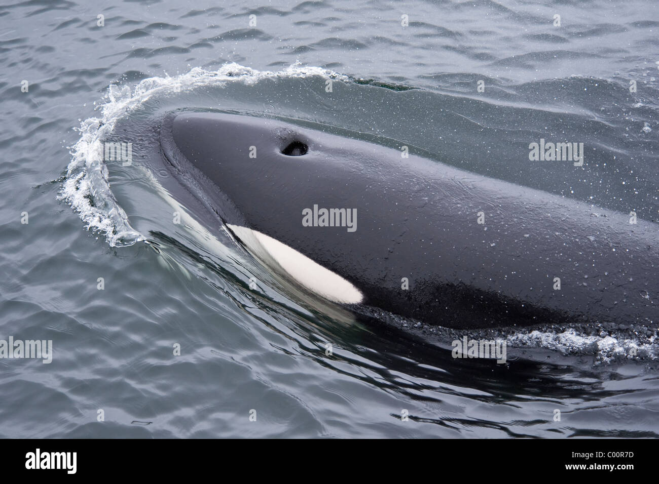 Killer Whale/Orca (Orcinus orca) surgiendo. Monterey, California, en el Océano Pacífico. Foto de stock